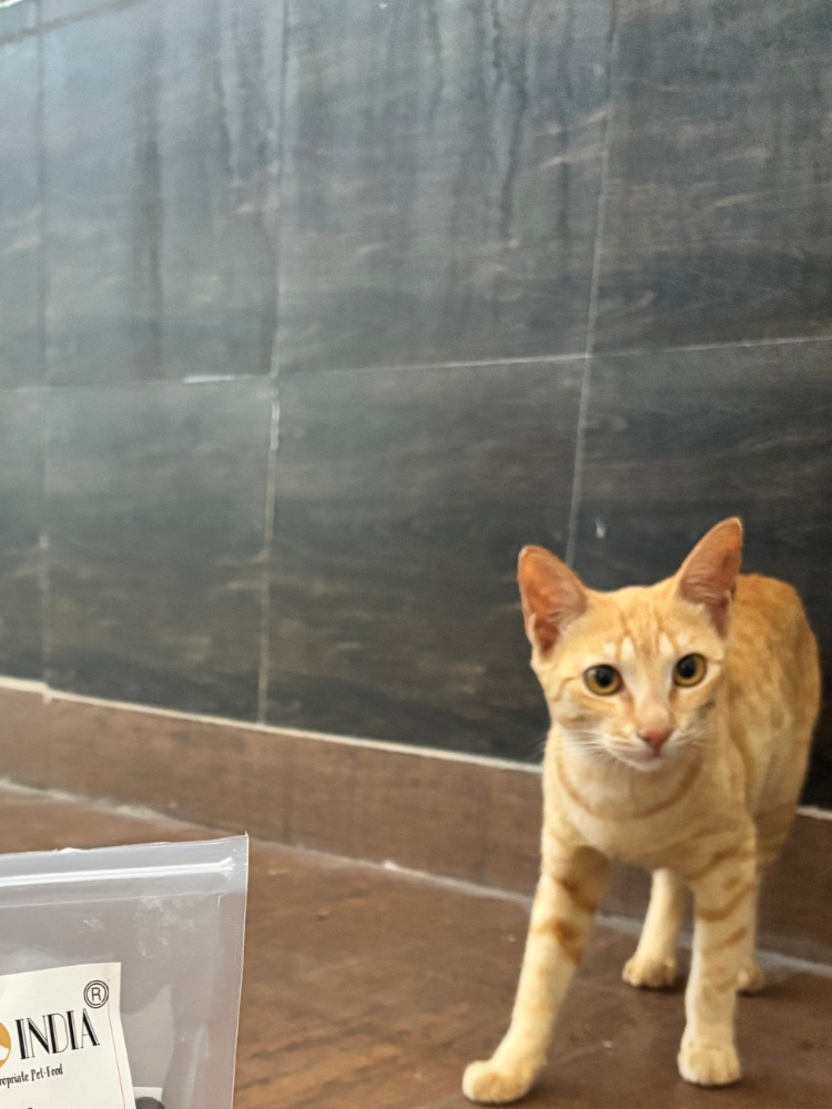 Cat treats and snacks NEW