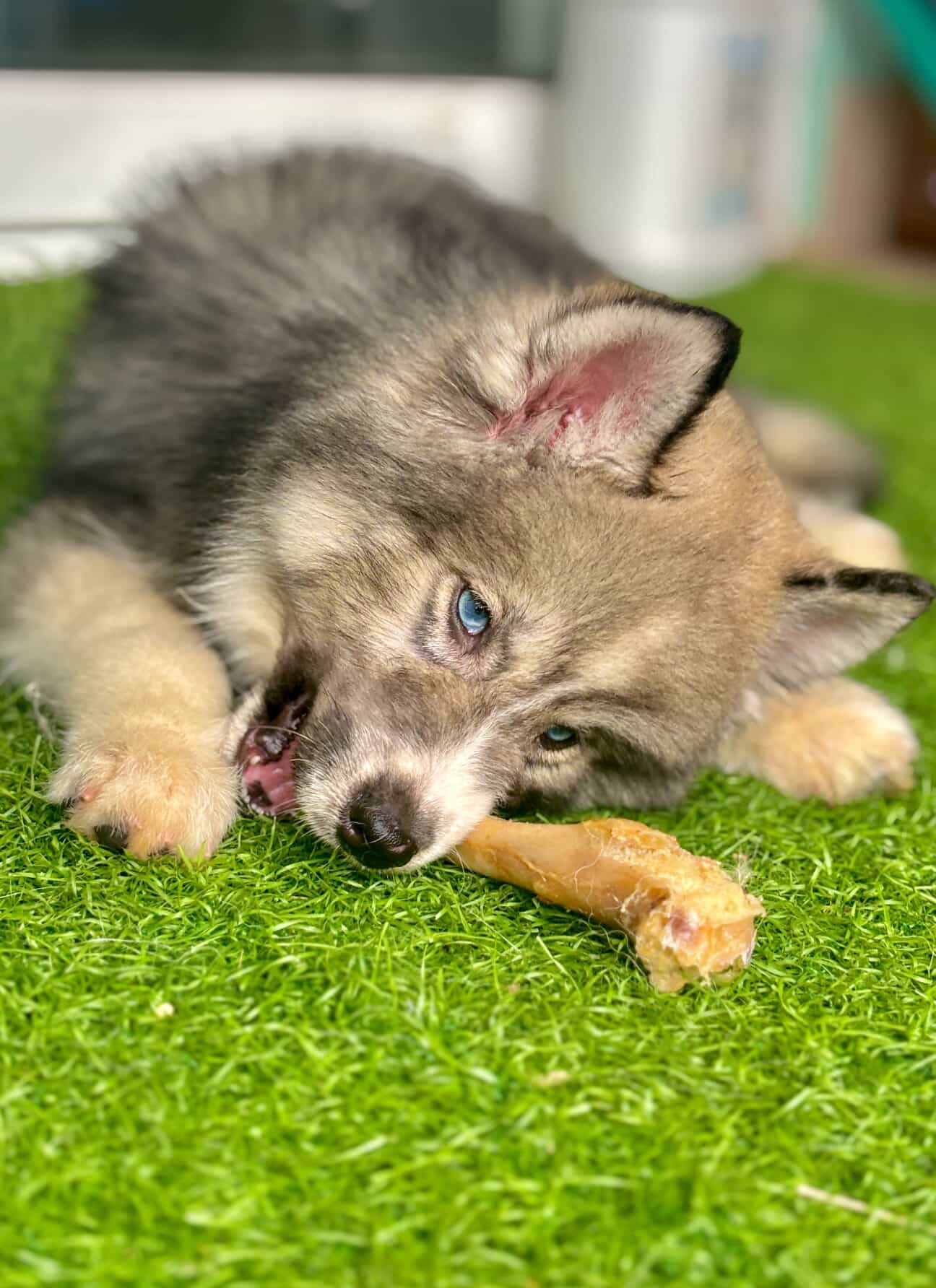 Dogs natural chews NEW