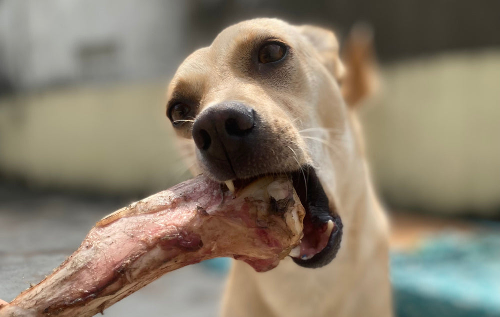 Raw Bones