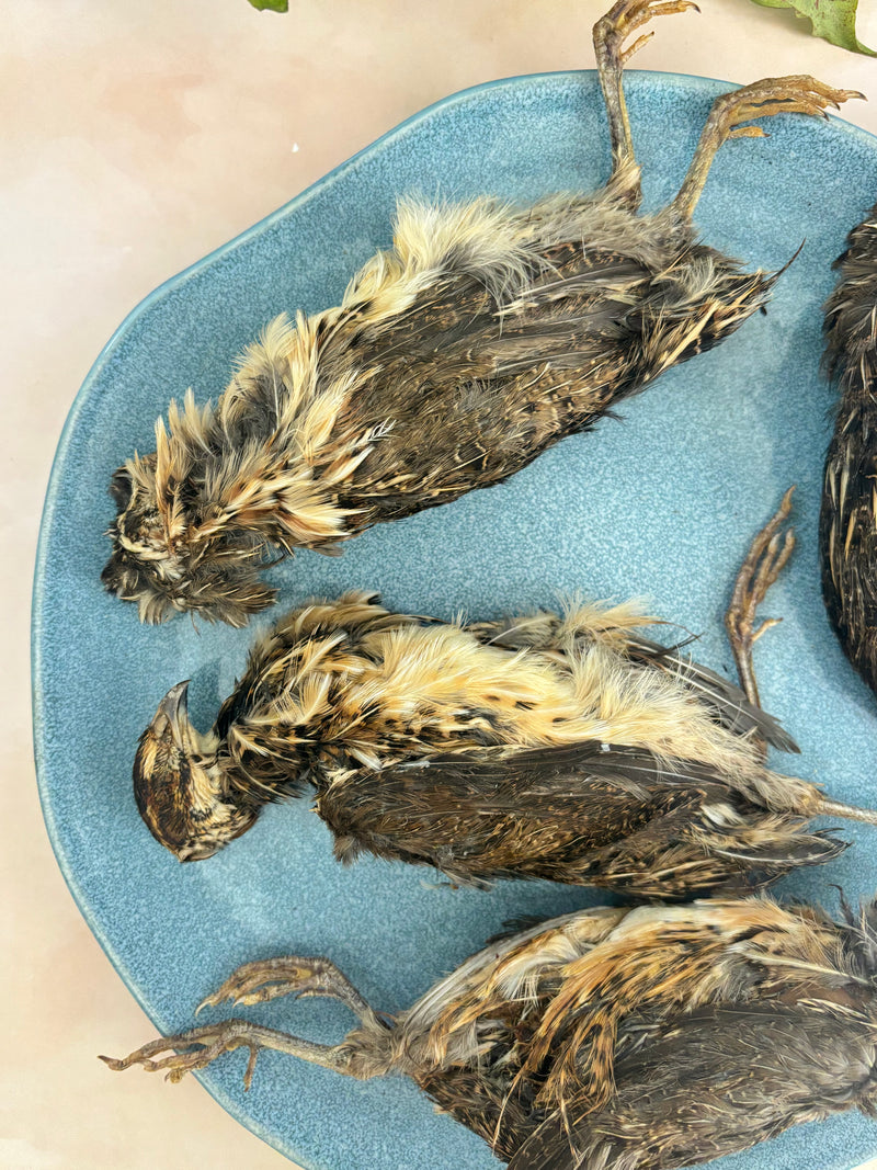 Quail Whole with feathers & head - SPECIAL