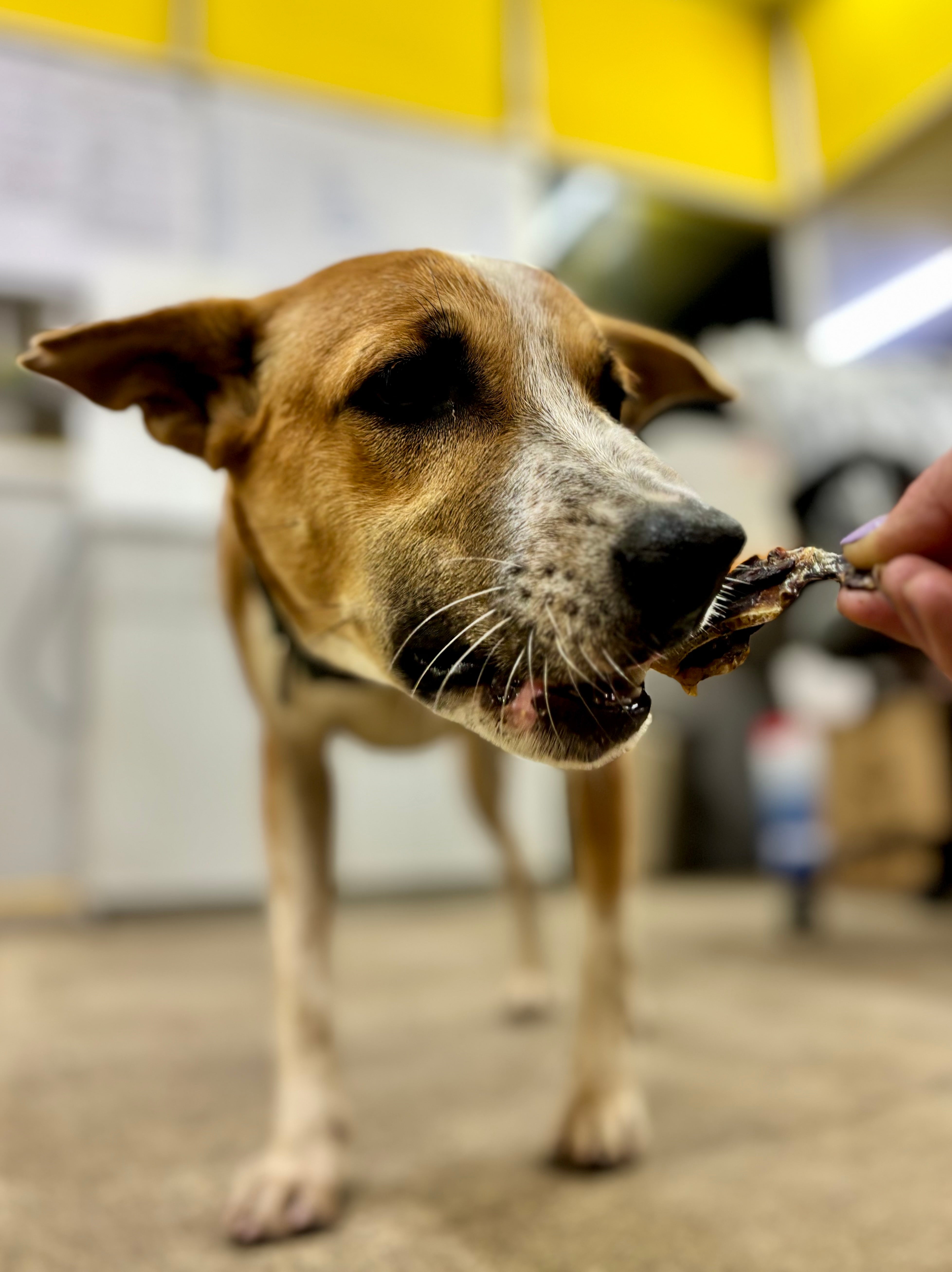 Turkey Chunks - SPECIAL