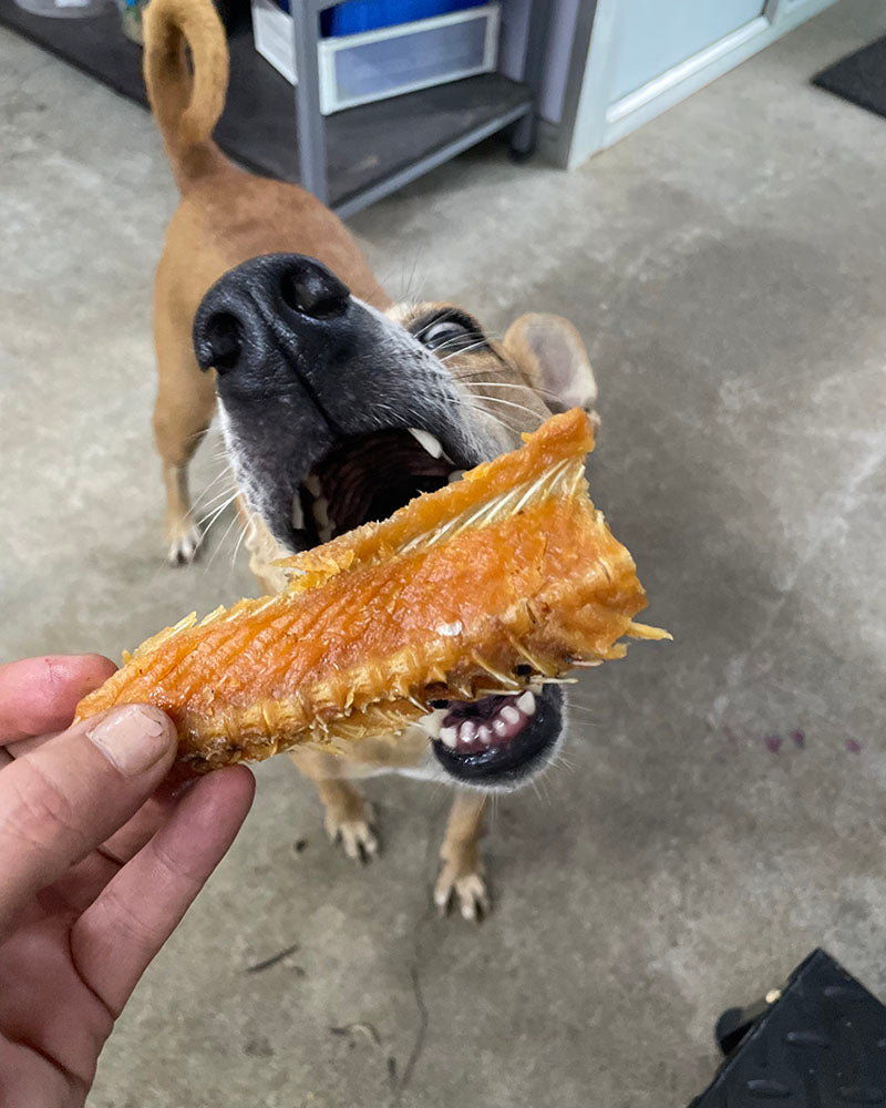 Shelter Pack - Salmon or Real Hide Chews