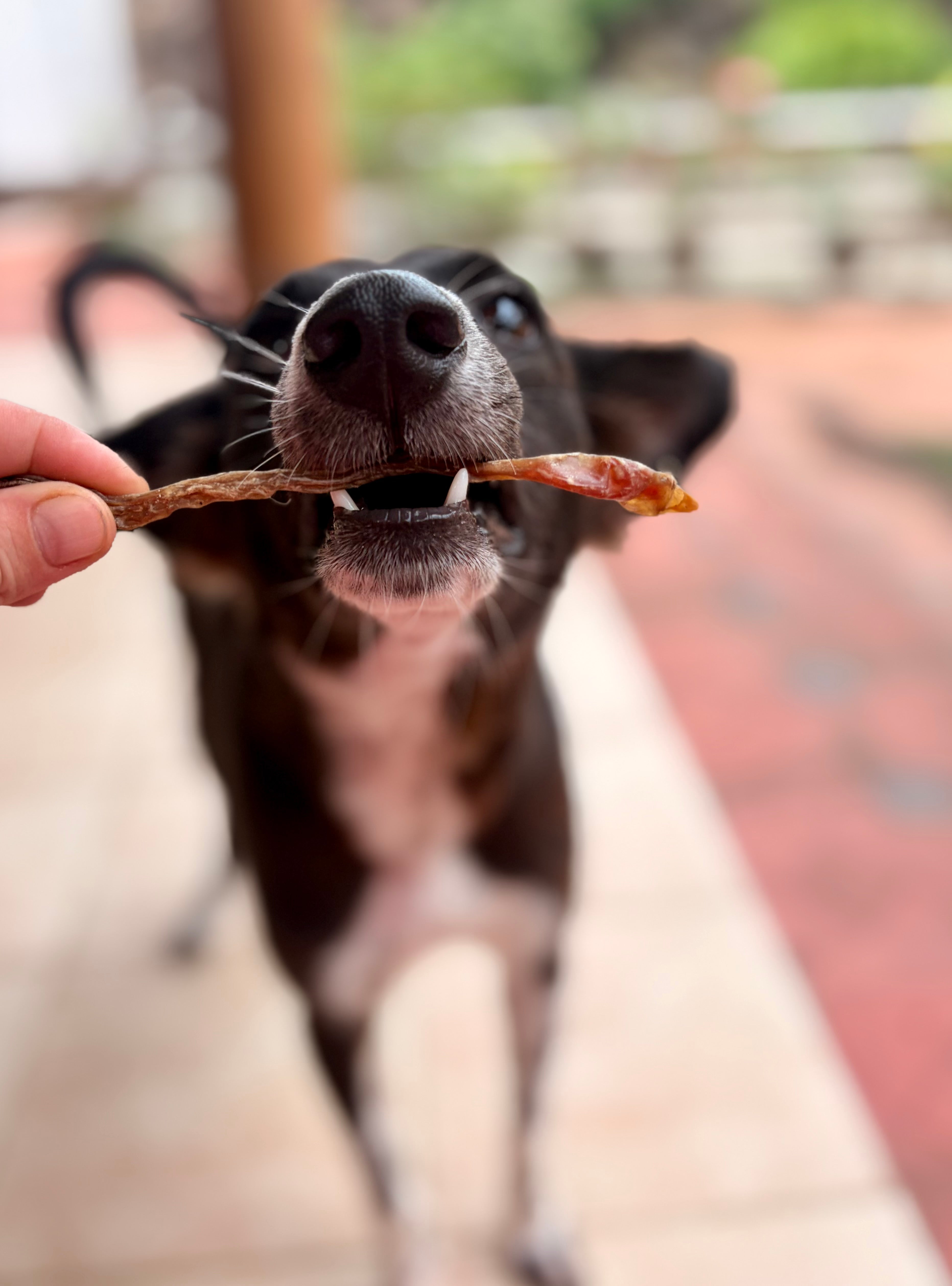 Goat Mini Pizzle - SPECIAL