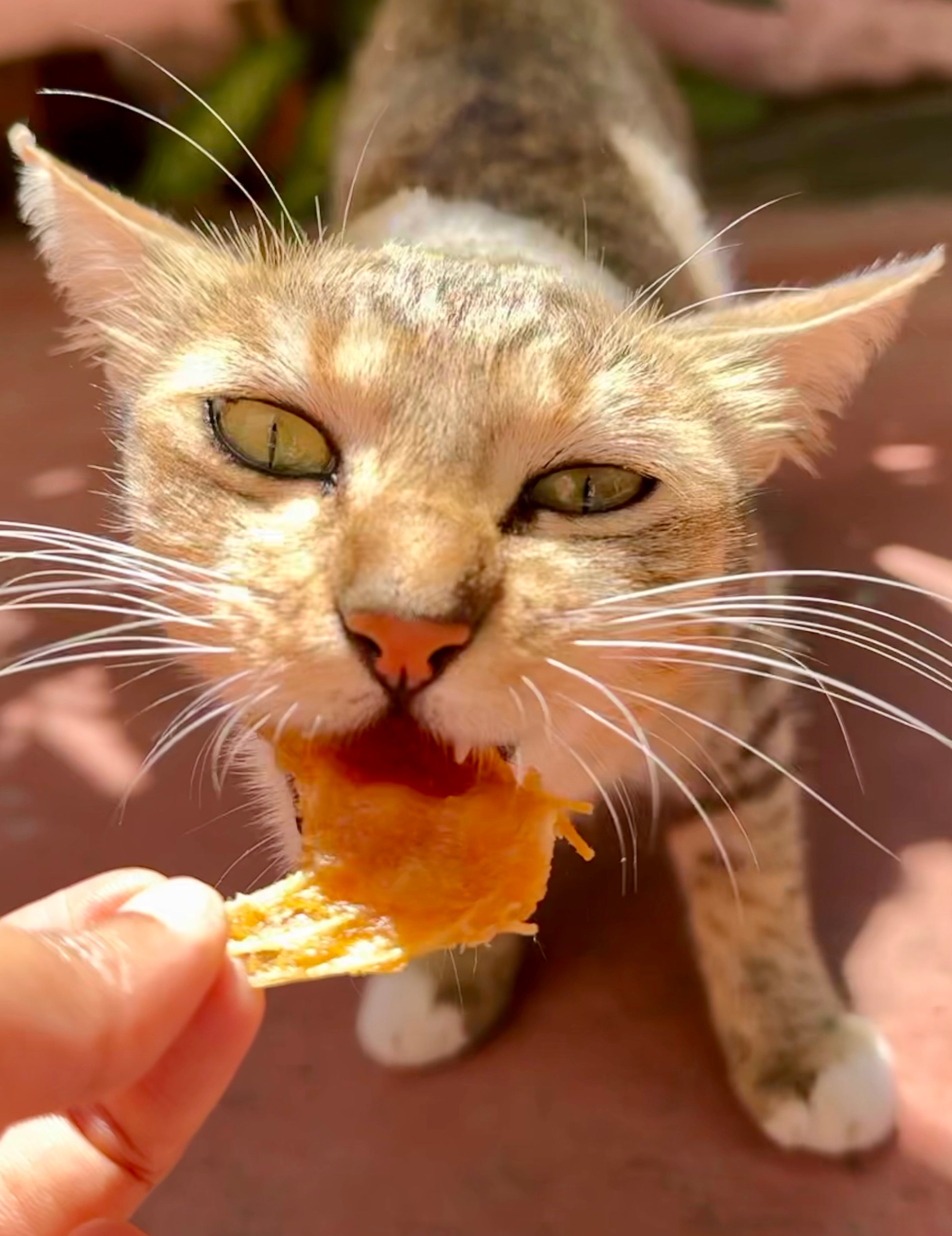 Norwegian Salmon Cartilage