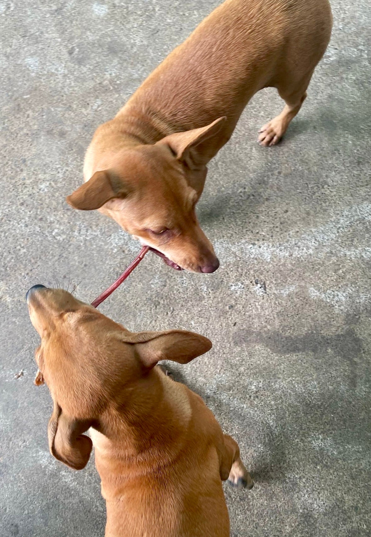 Goat Pizzle Chews - SPECIAL