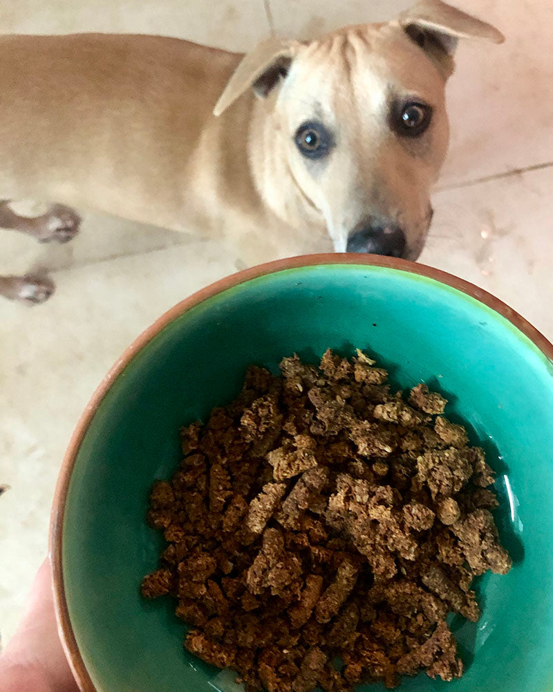 Anti-inflammation Meal (Norwegian Salmon & Mackerel) NO VEG