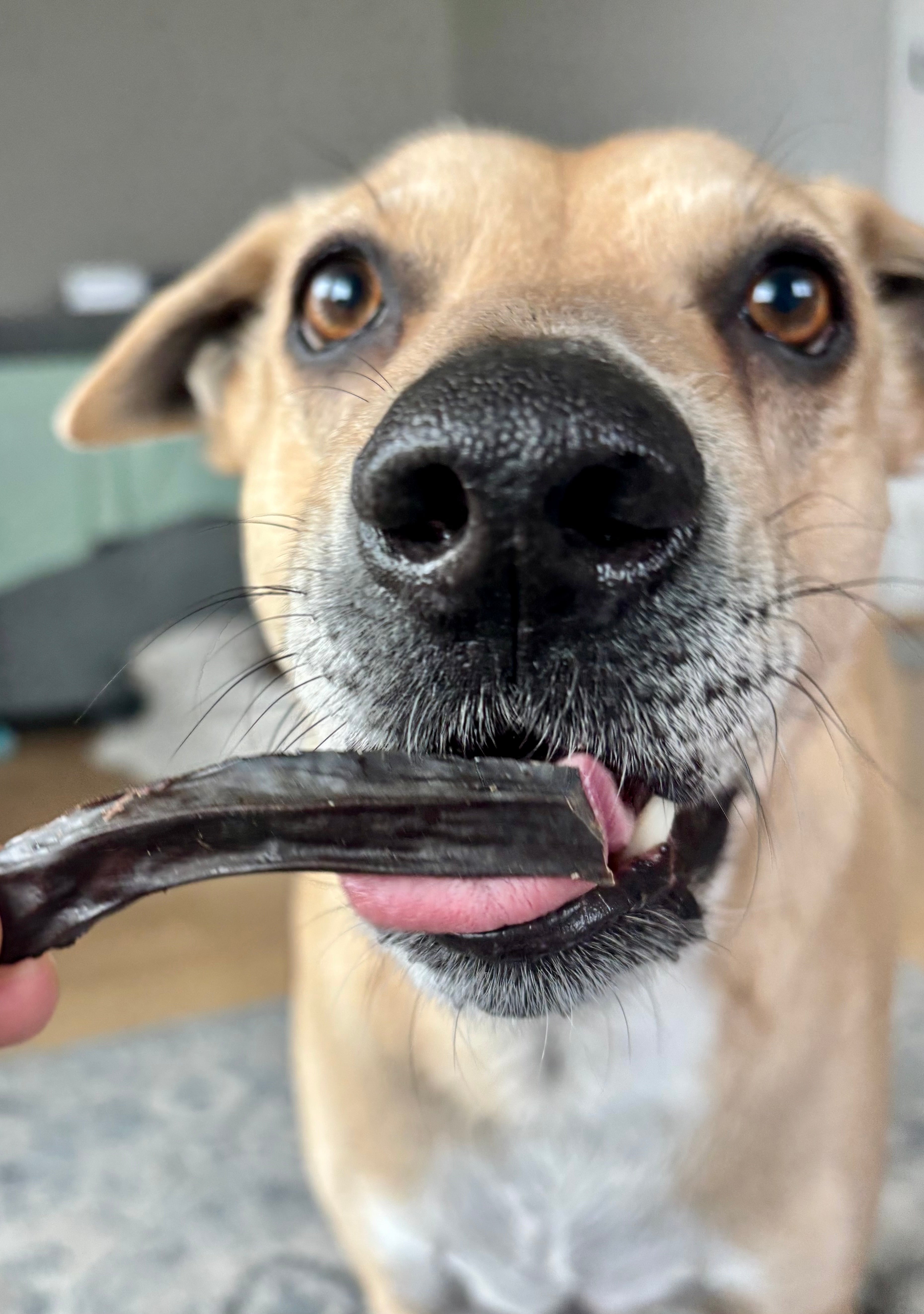 Goat Liver - Special