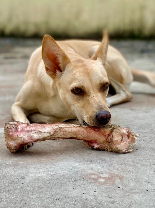 Pork Bones
