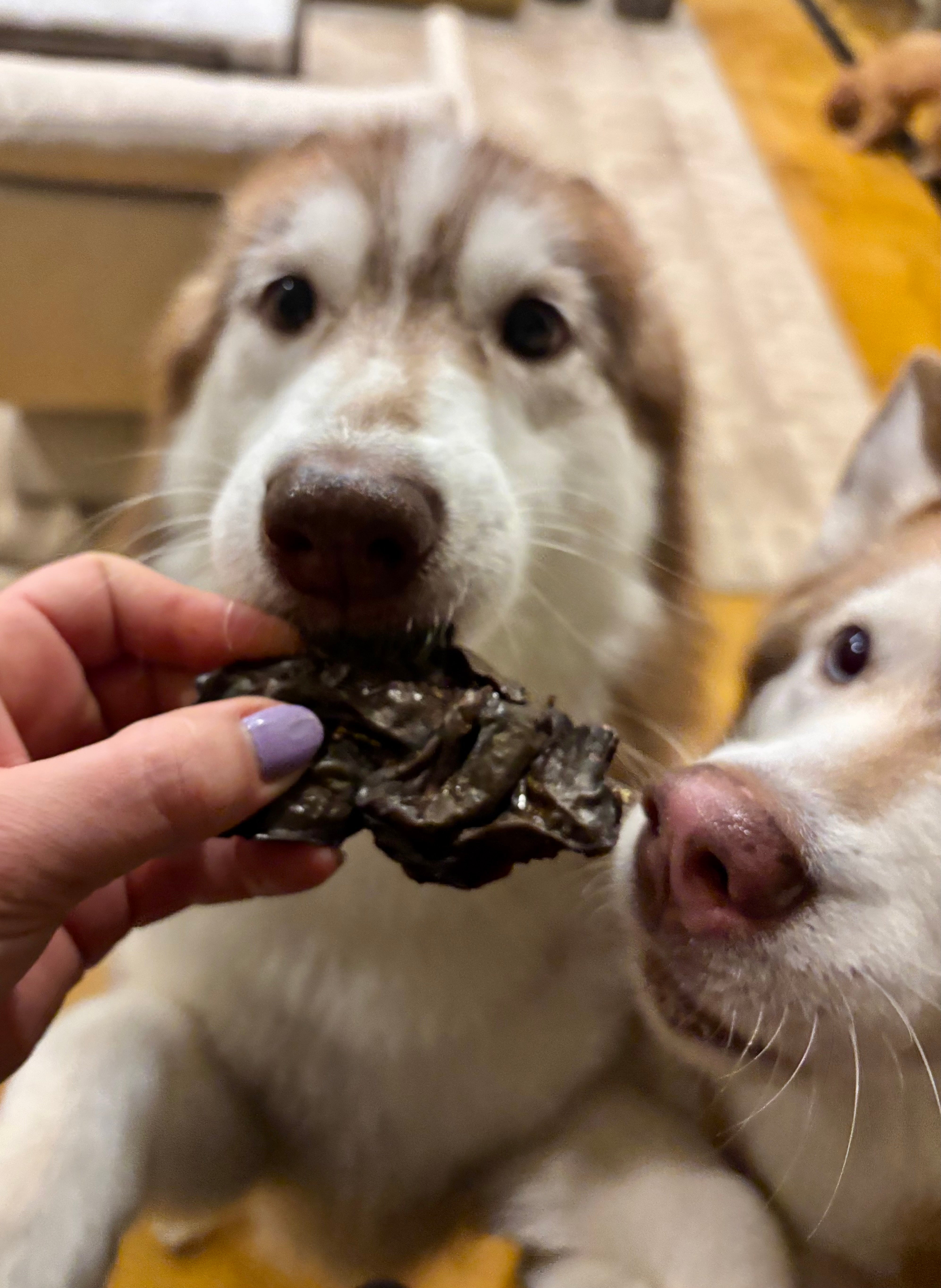 Pork Liver - SPECIAL