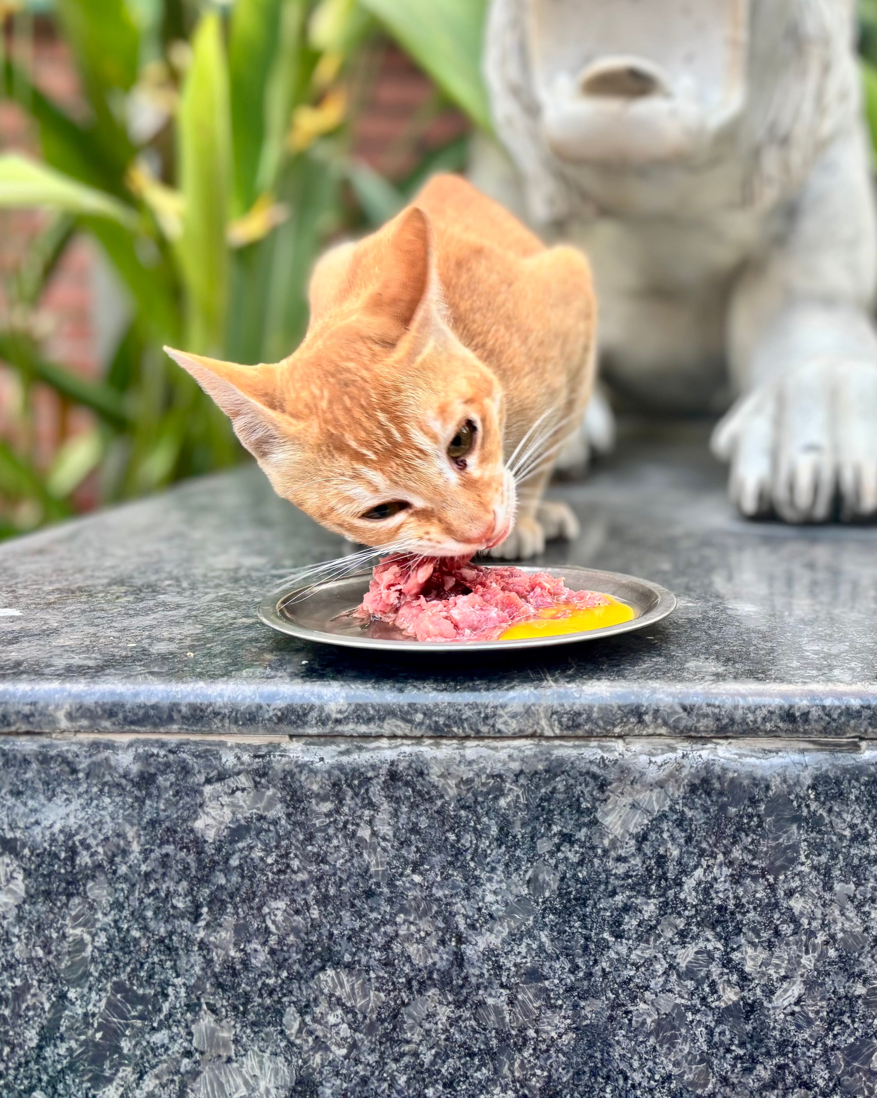 Turkey Fillet