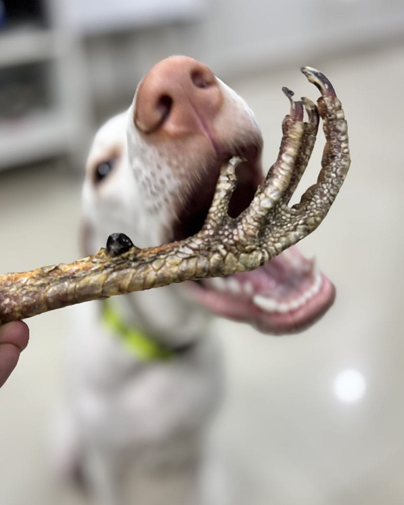 Turkey Feet - SPECIAL