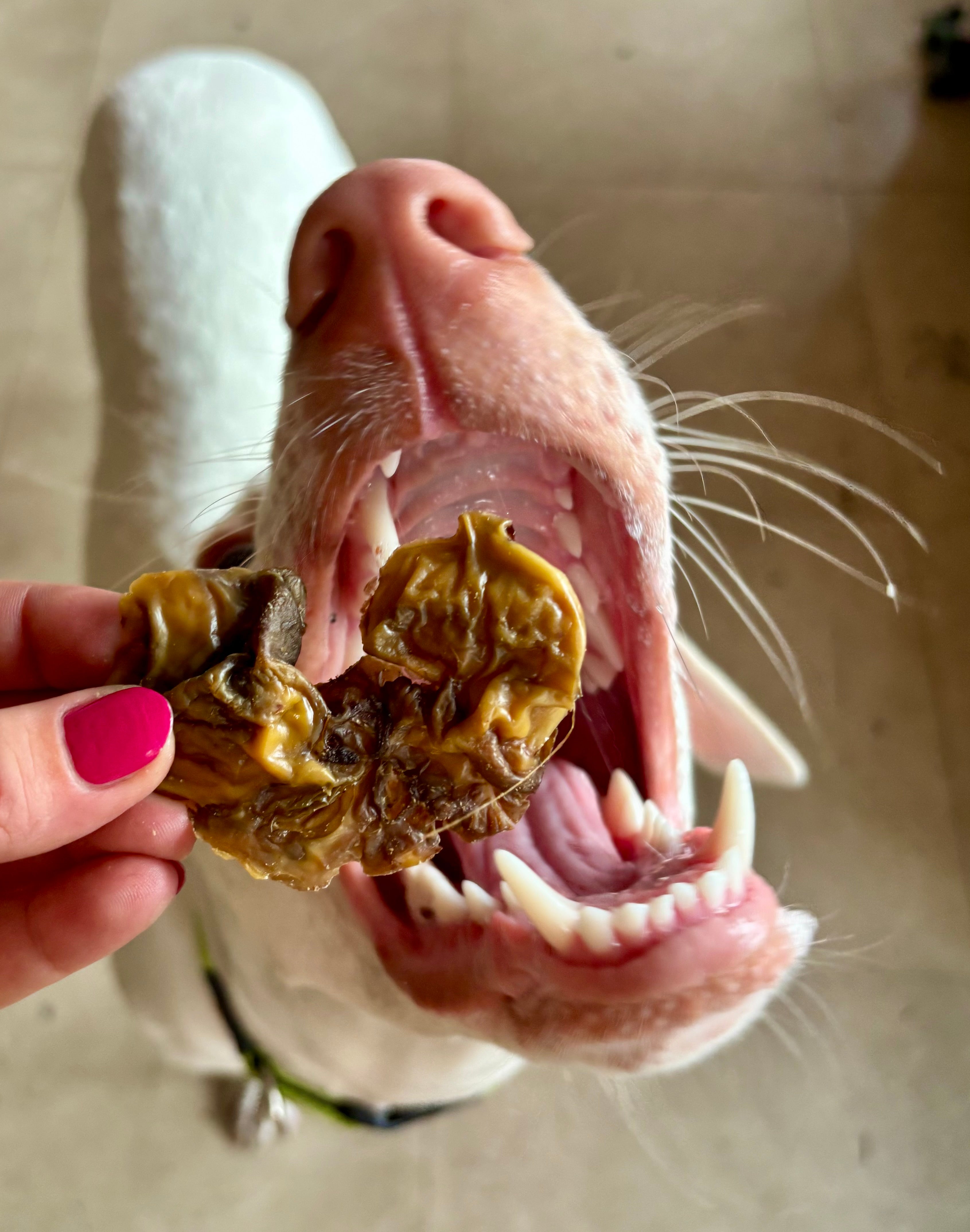 Beef Brain Chips - SPECIAL