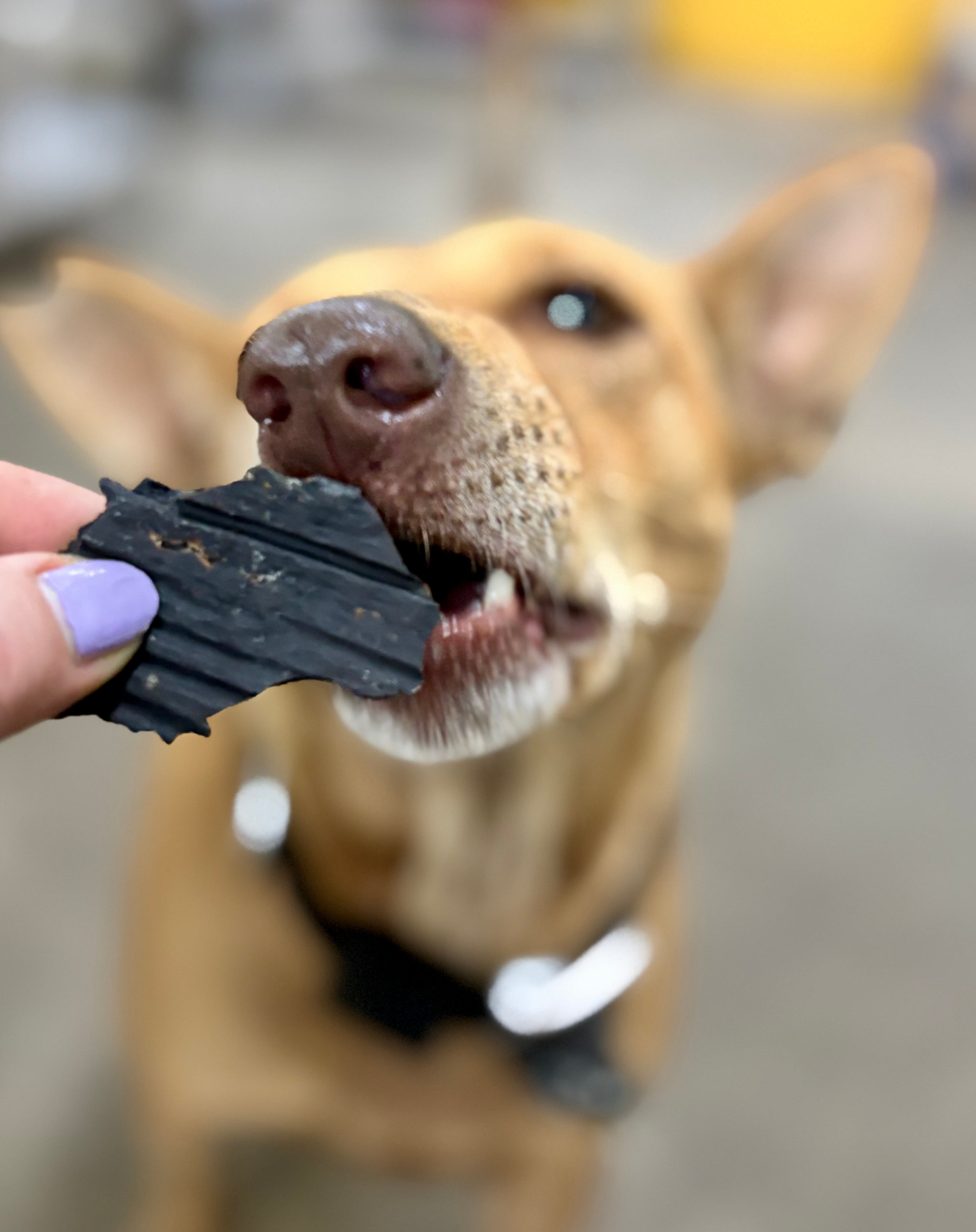 Pork Liver - SPECIAL