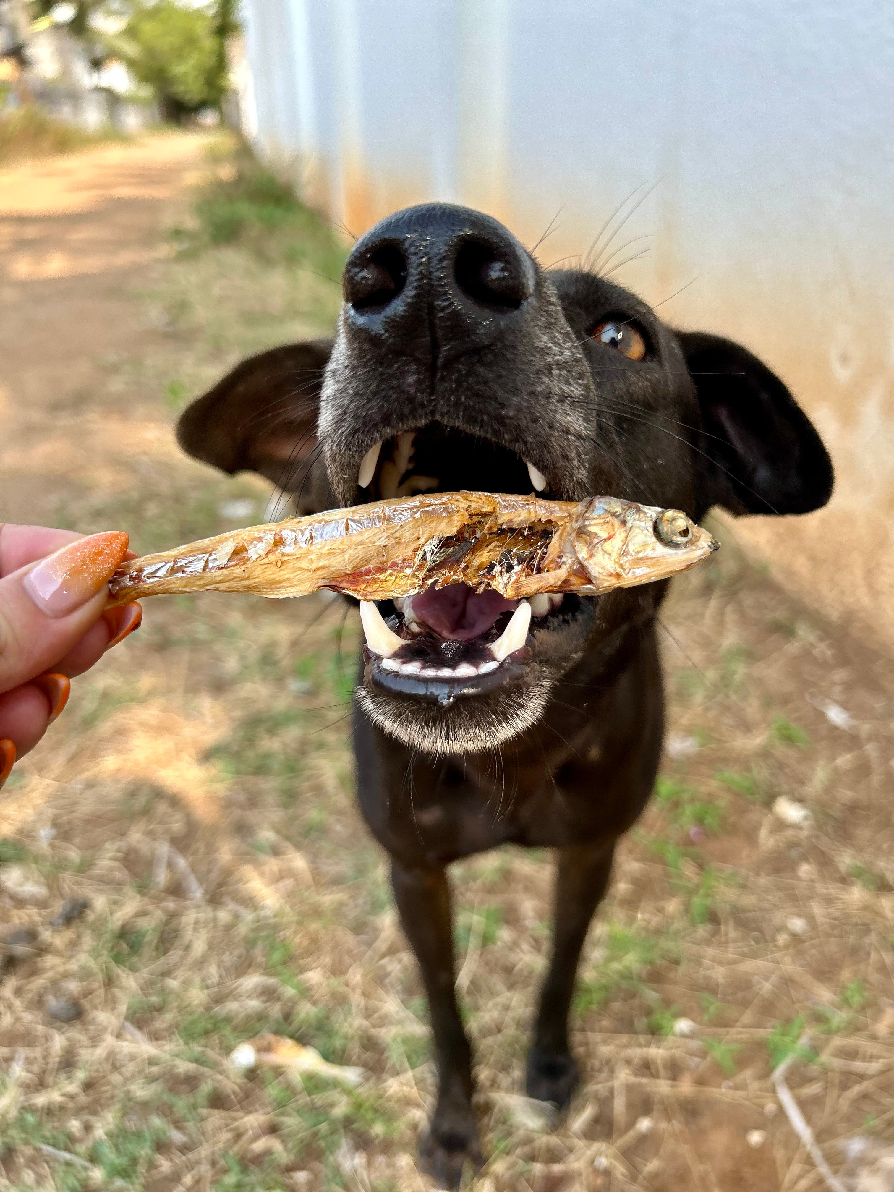 Whole Anchovy