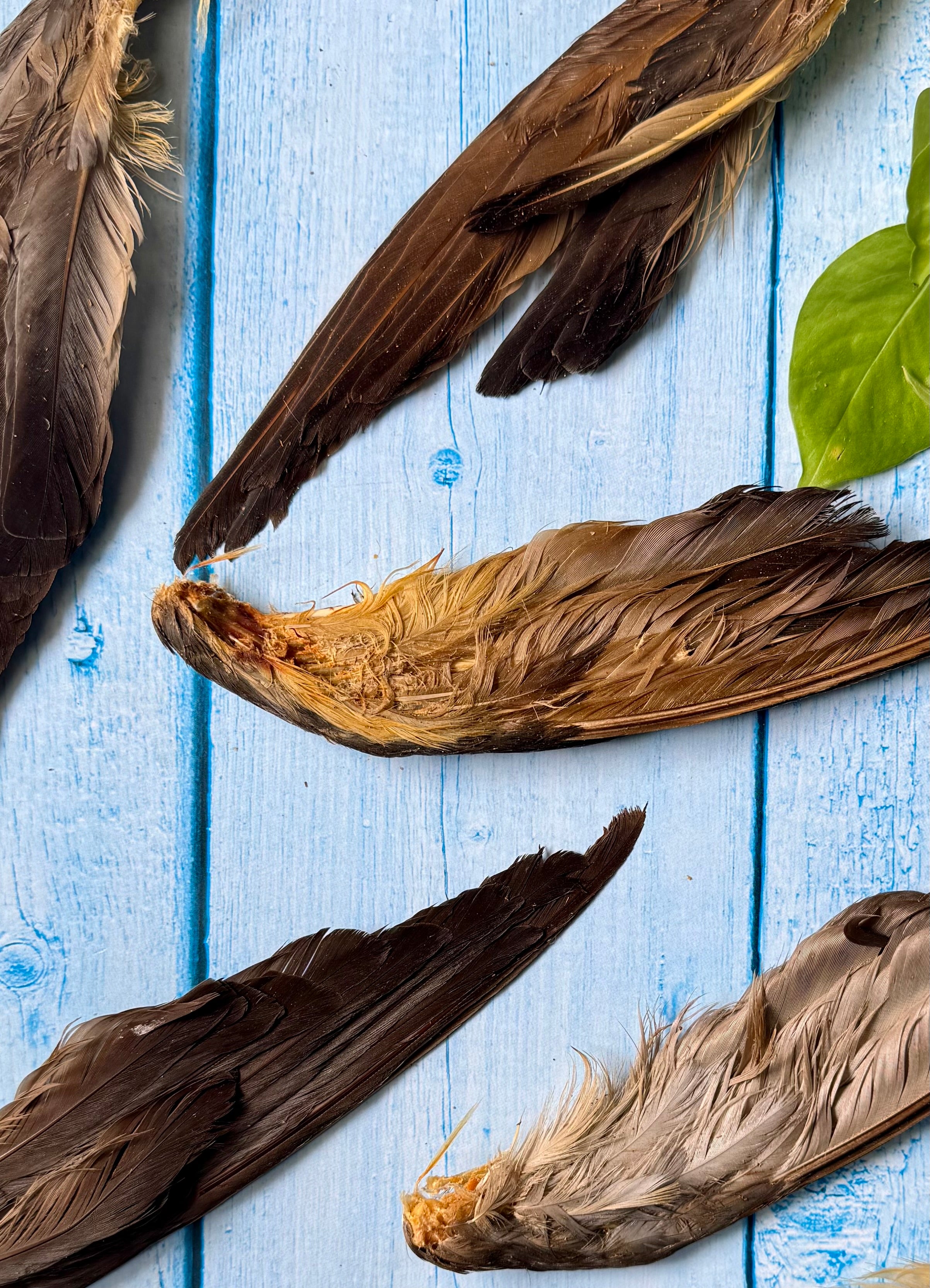 Squab Pigeon Wingtips - SPECIAL