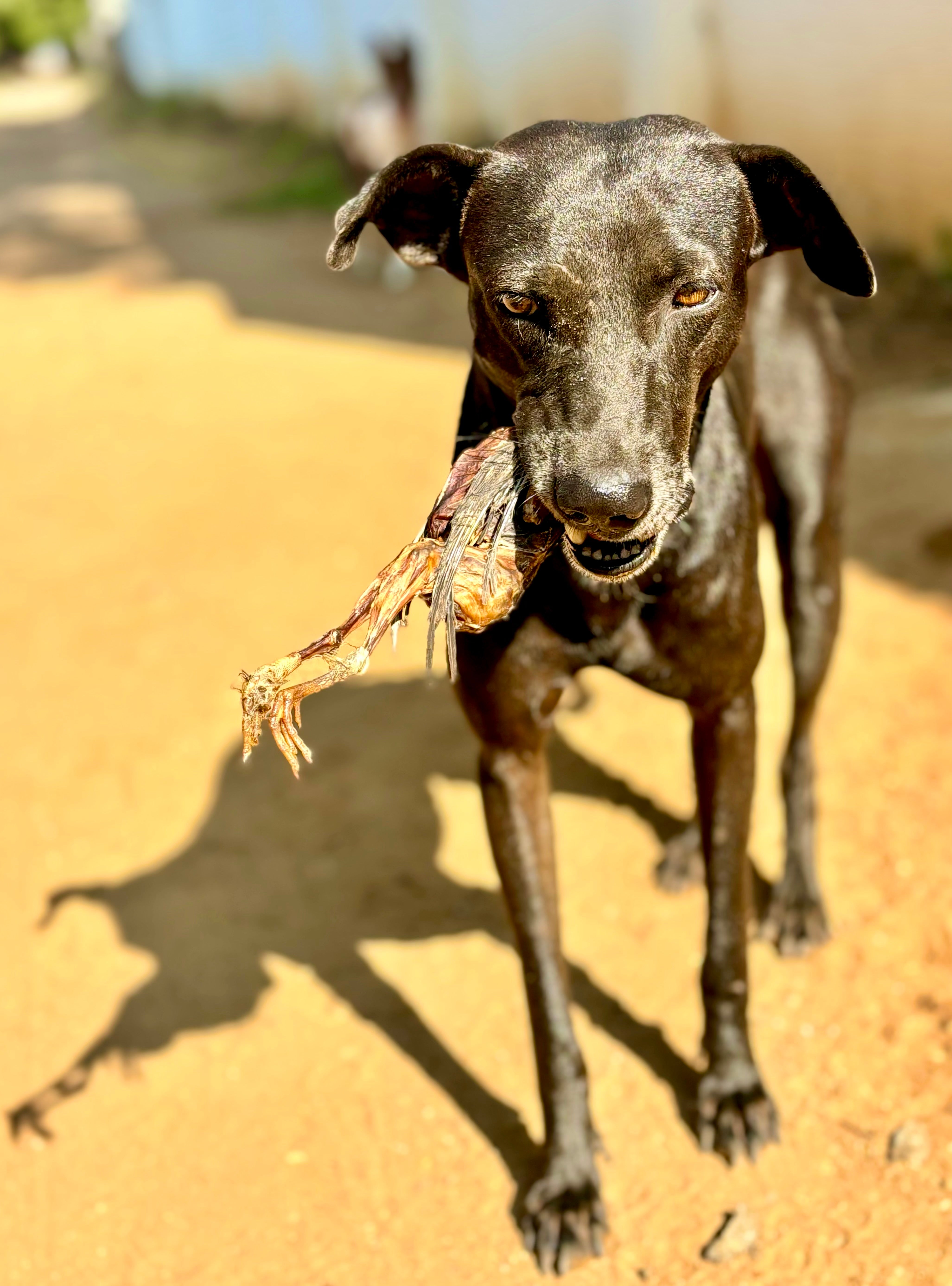 Skin & Coat Glow Up Box for Dogs