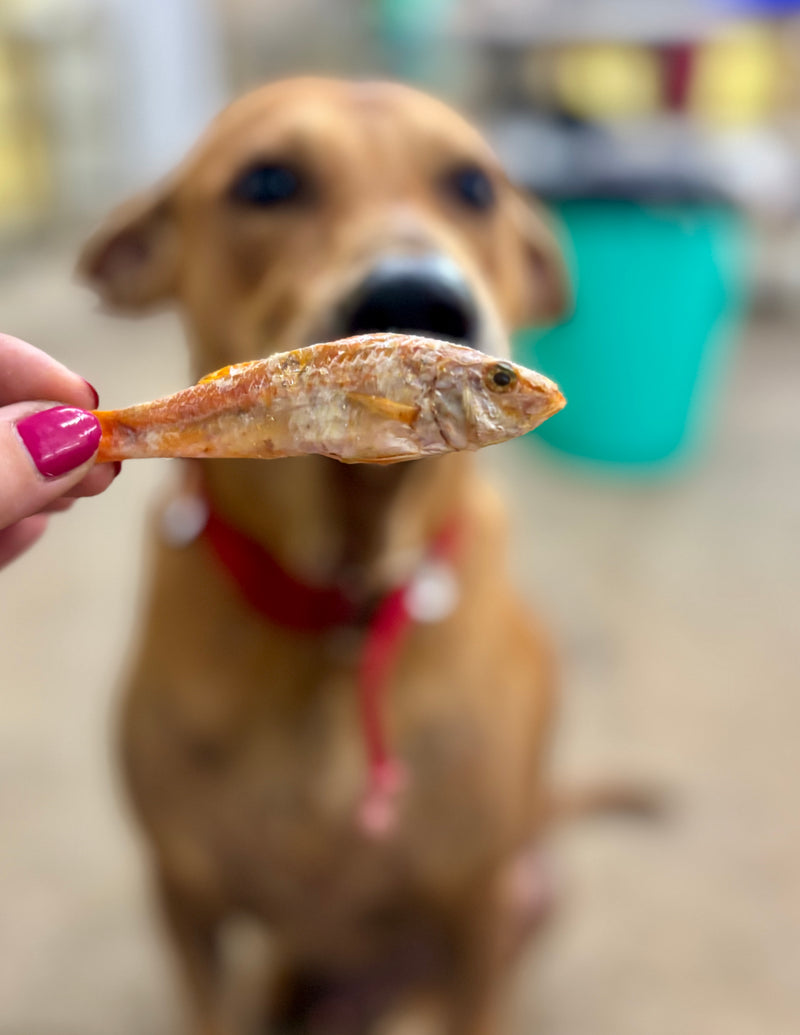 Ocean Mix - small Fish Variety - SPECIAL