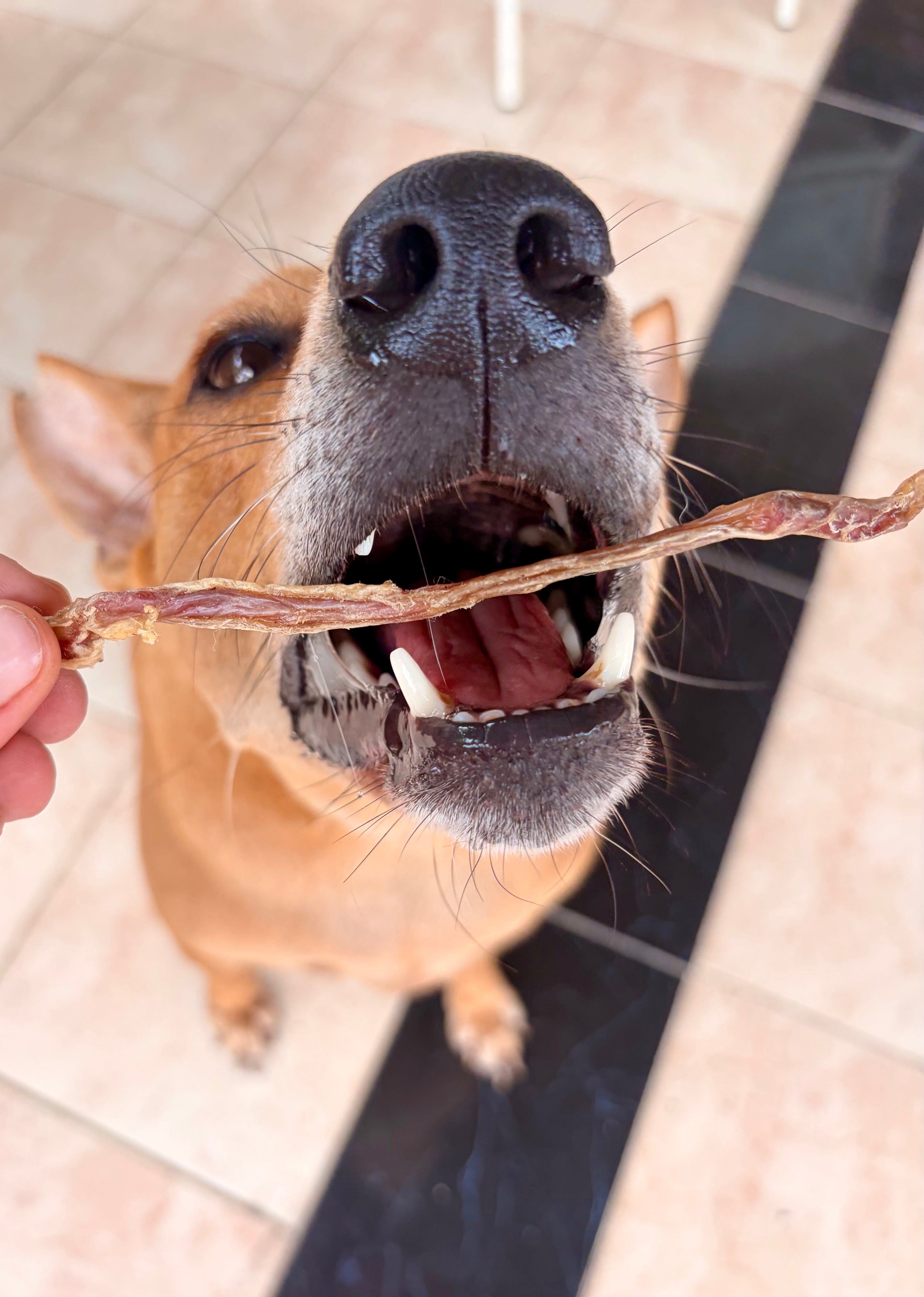 Goat Mini Pizzle - SPECIAL