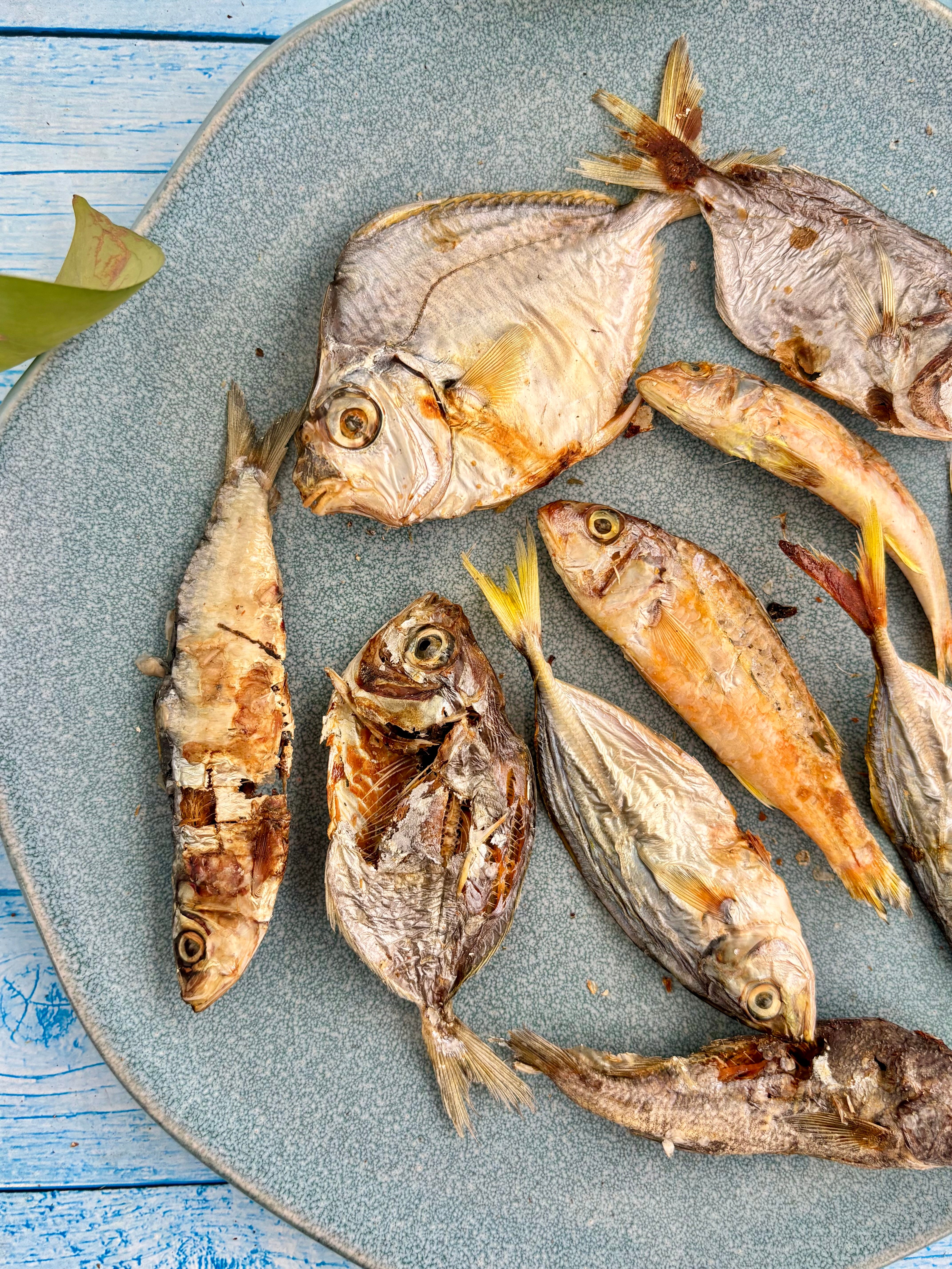 Ocean Mix - small Fish Variety - SPECIAL