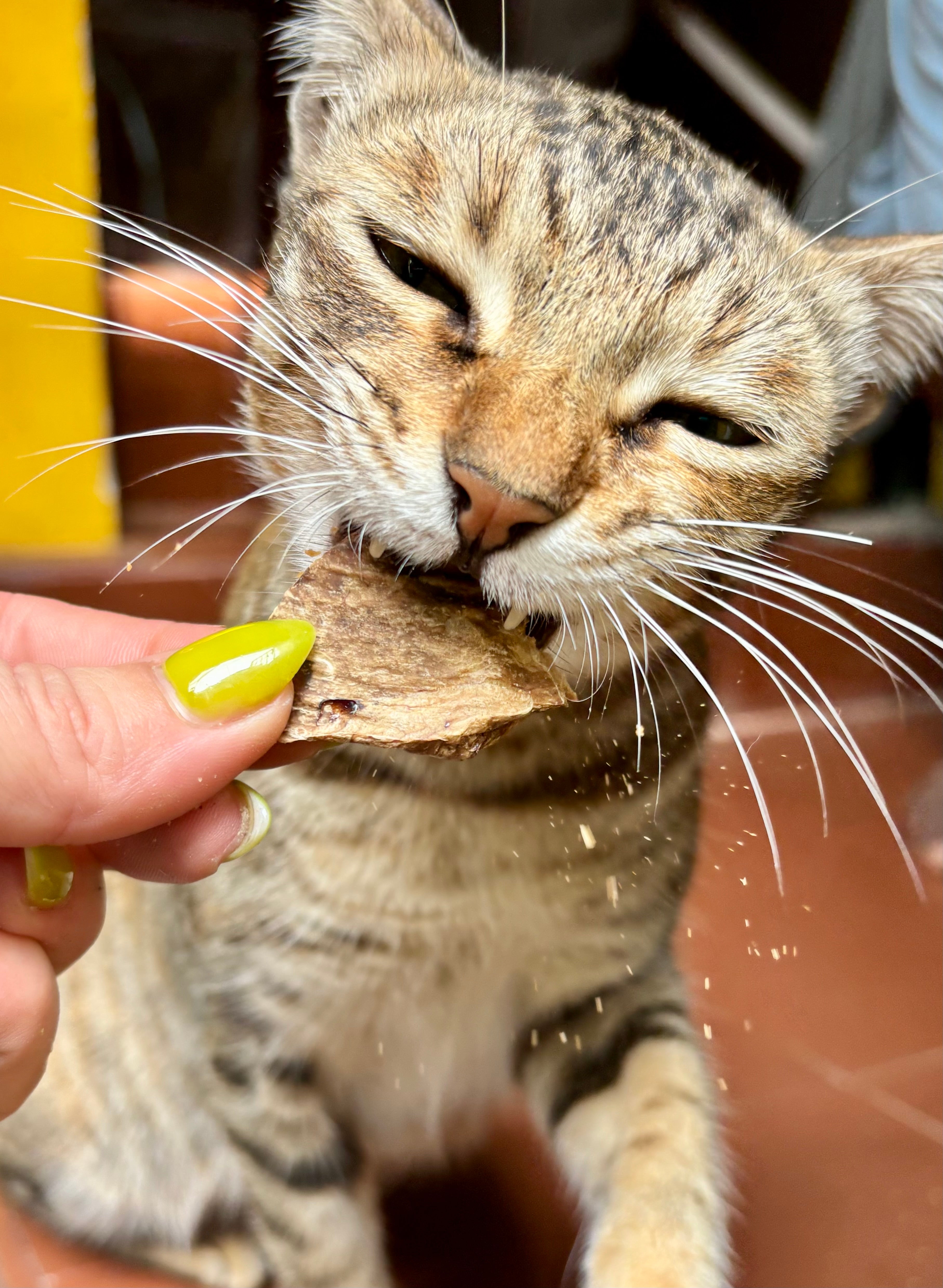 Allergy & Digestive Relief Assortment for Cats and Dogs