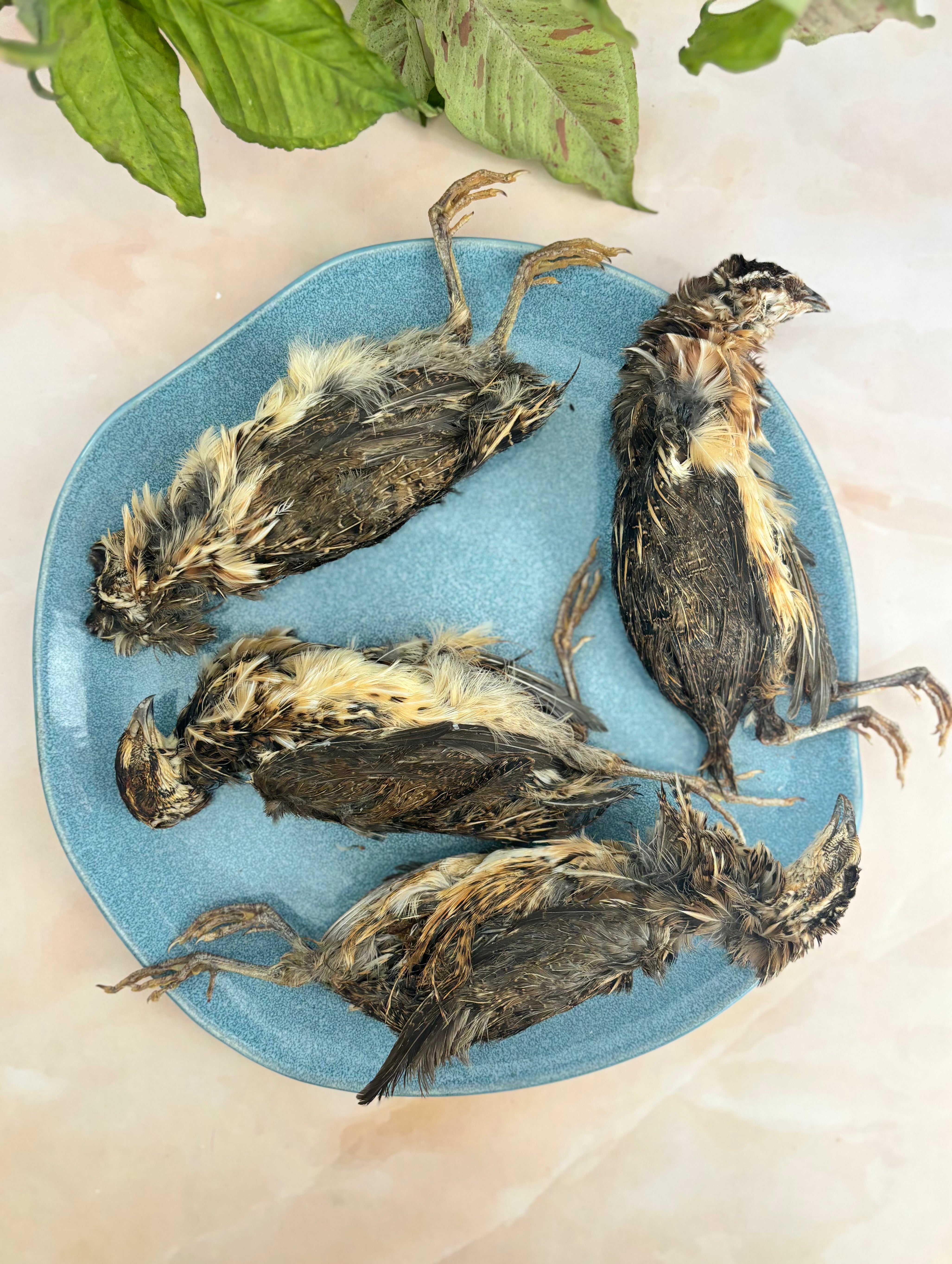 Quail Whole with feathers & head - SPECIAL