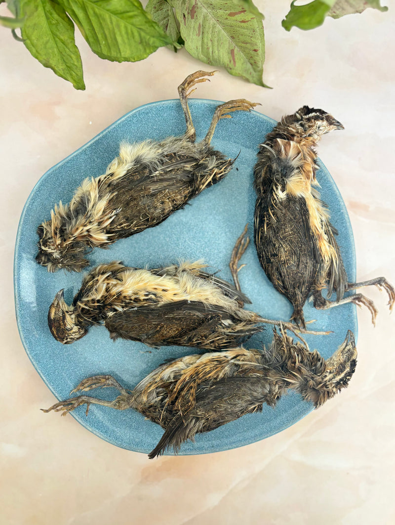 Quail Whole with feathers & head - SPECIAL