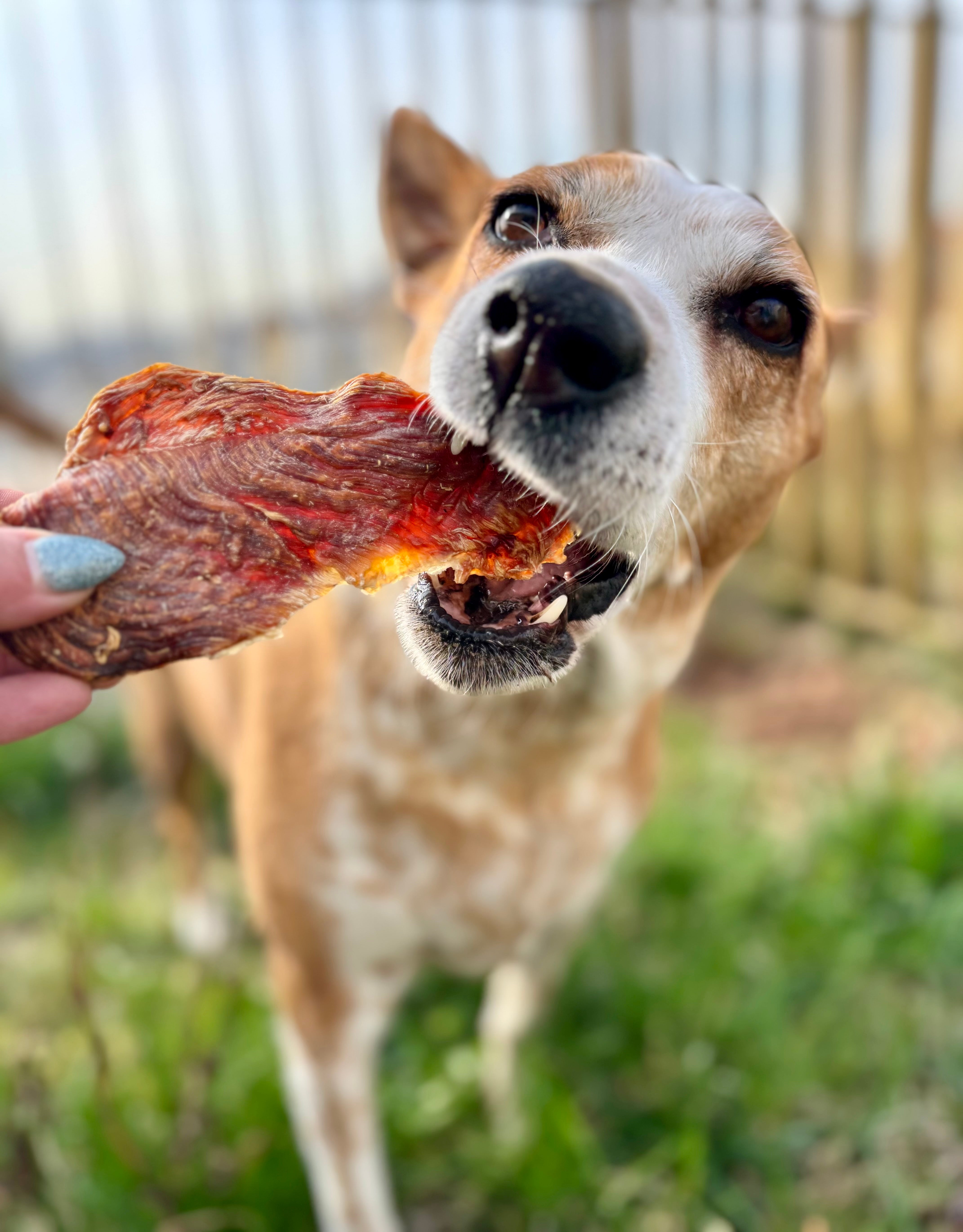 Chicken Fillet Steak