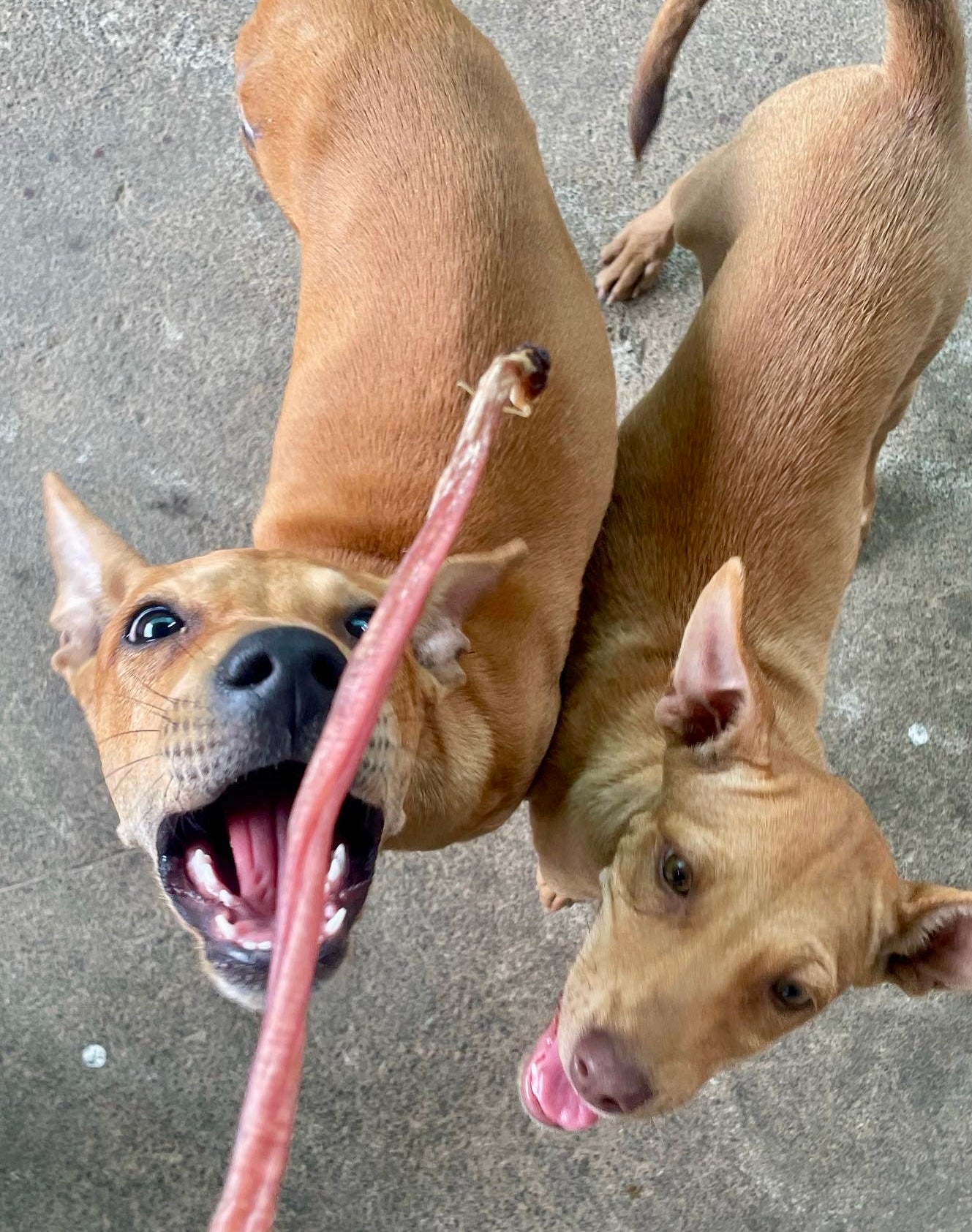 Goat Pizzle Chews - SPECIAL