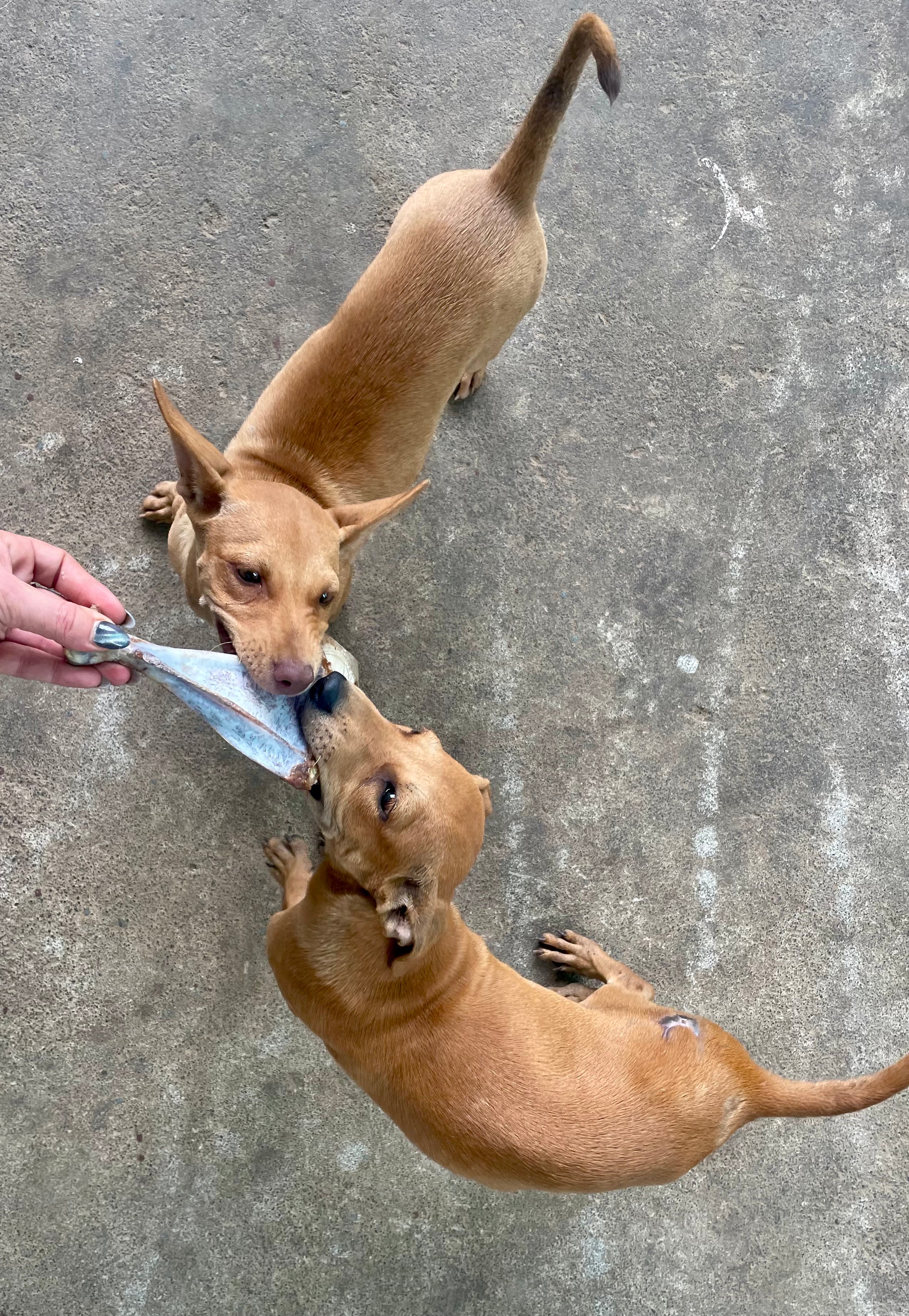 Goat Whole Shoulder Chewbone