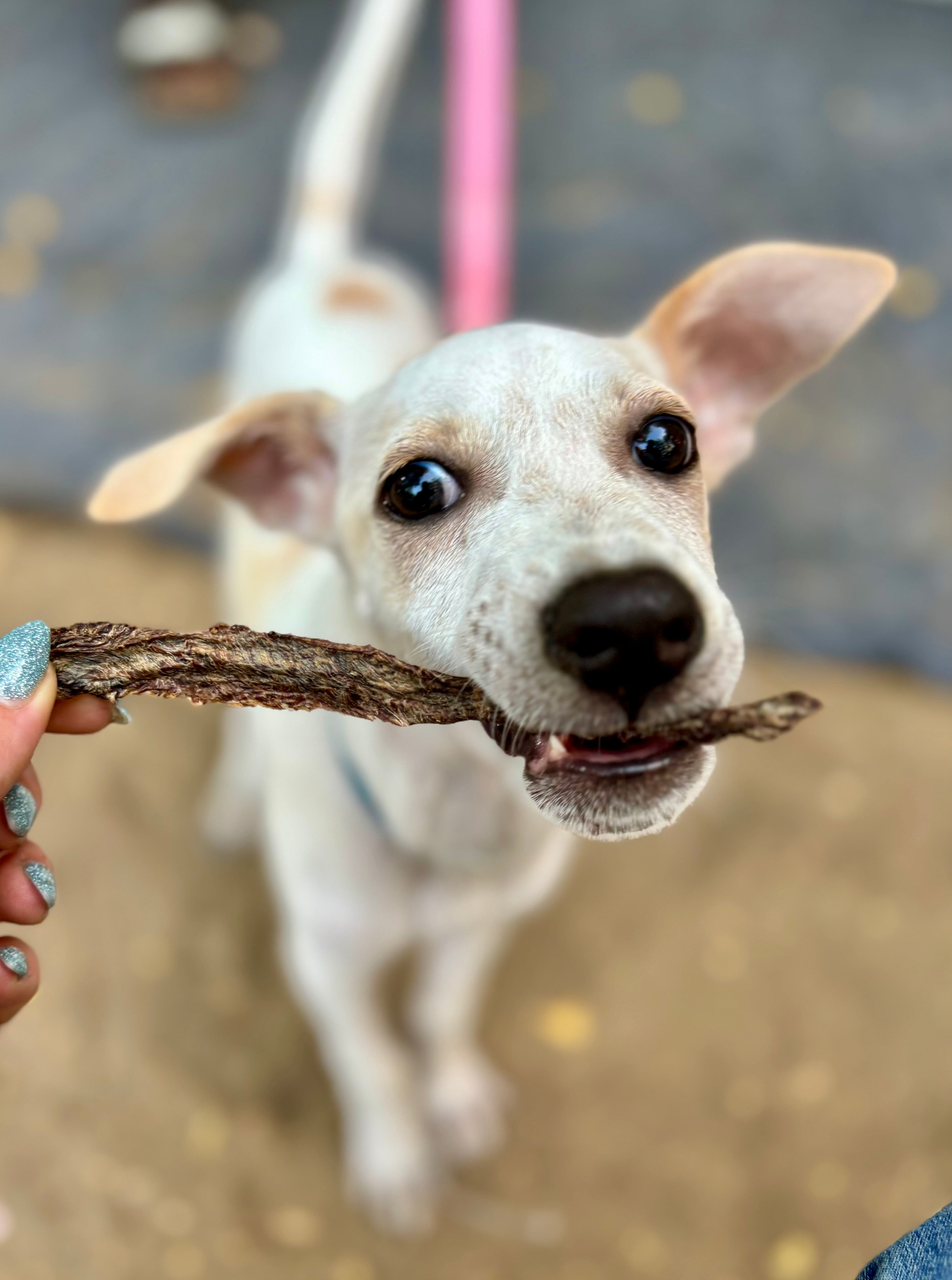 Buffalo Jerky Strips