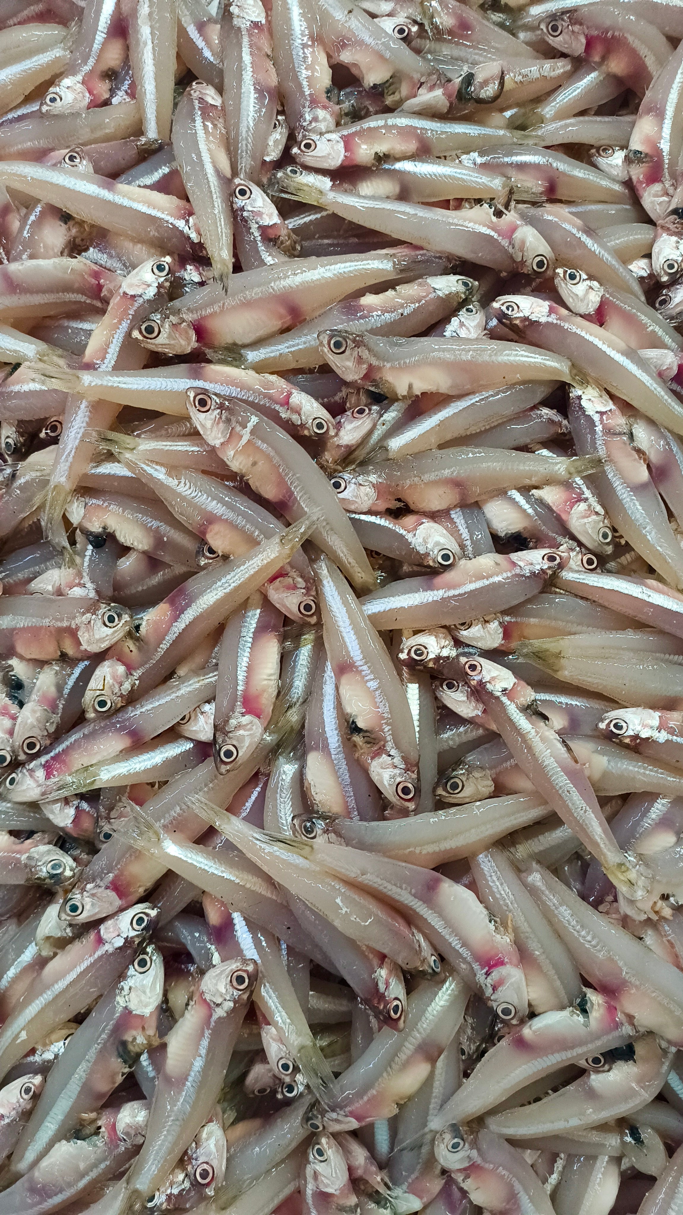 Small Ocean Fish Variety