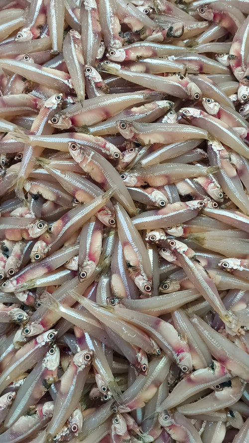 Small Ocean Fish Variety
