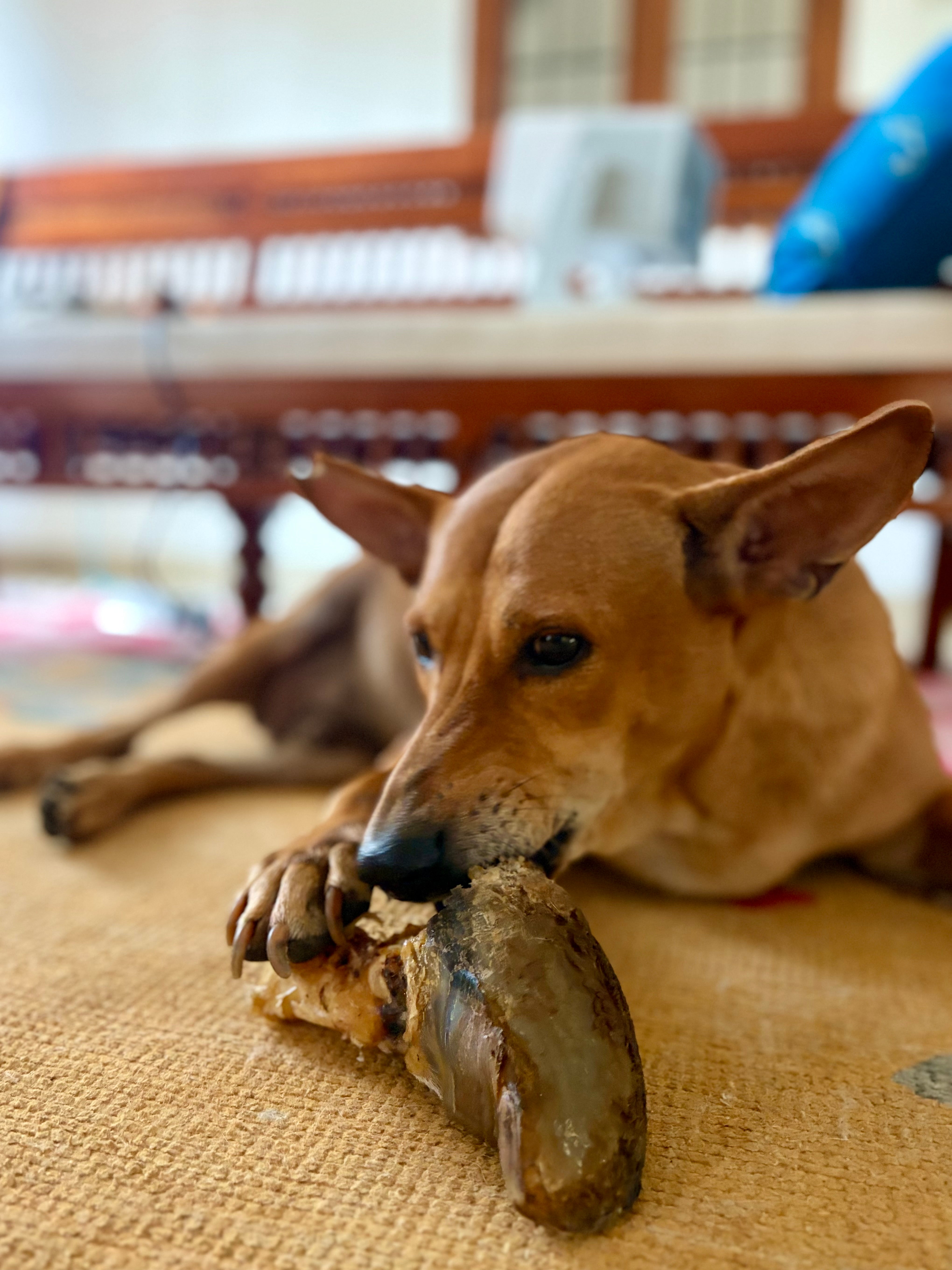 Beef Trotter Chew