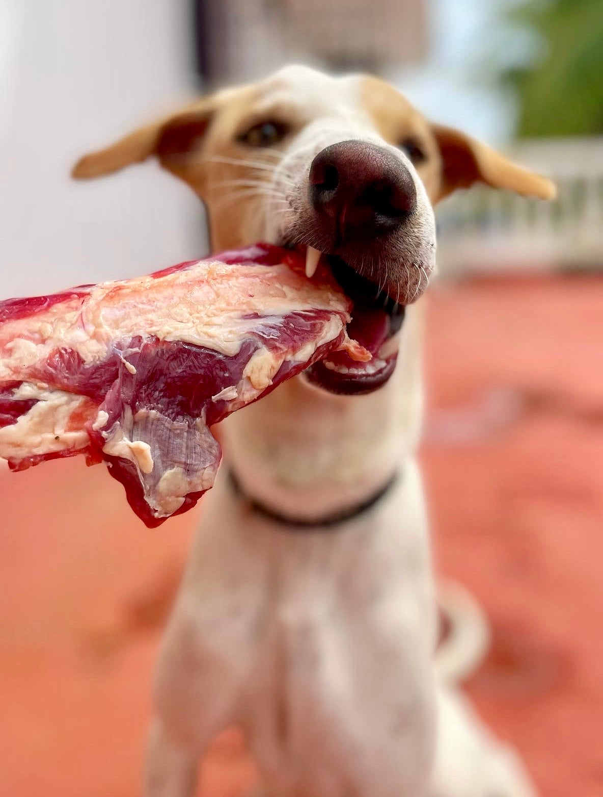 Beef Bones