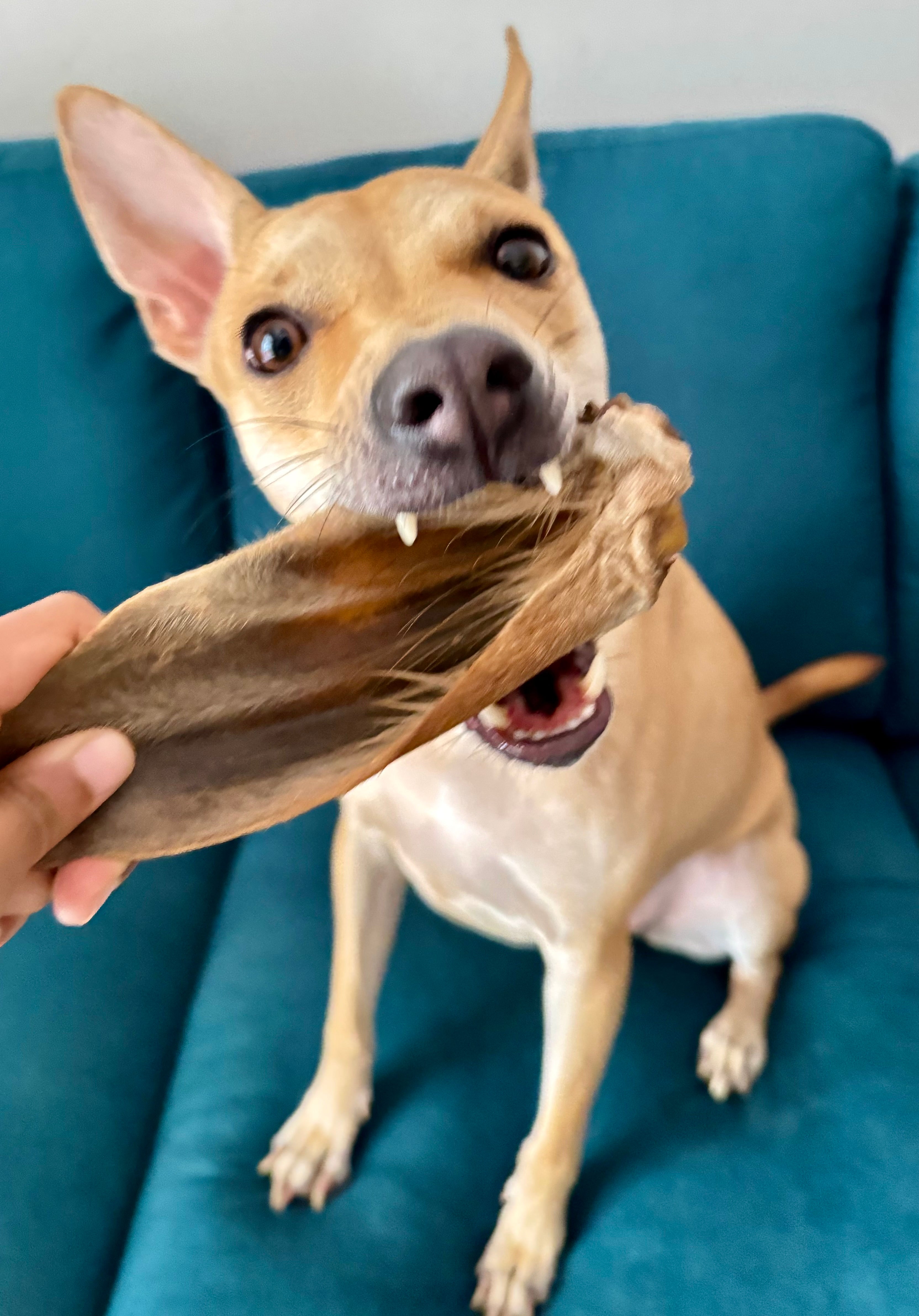 Beef Ears with Cartilage - SPECIAL