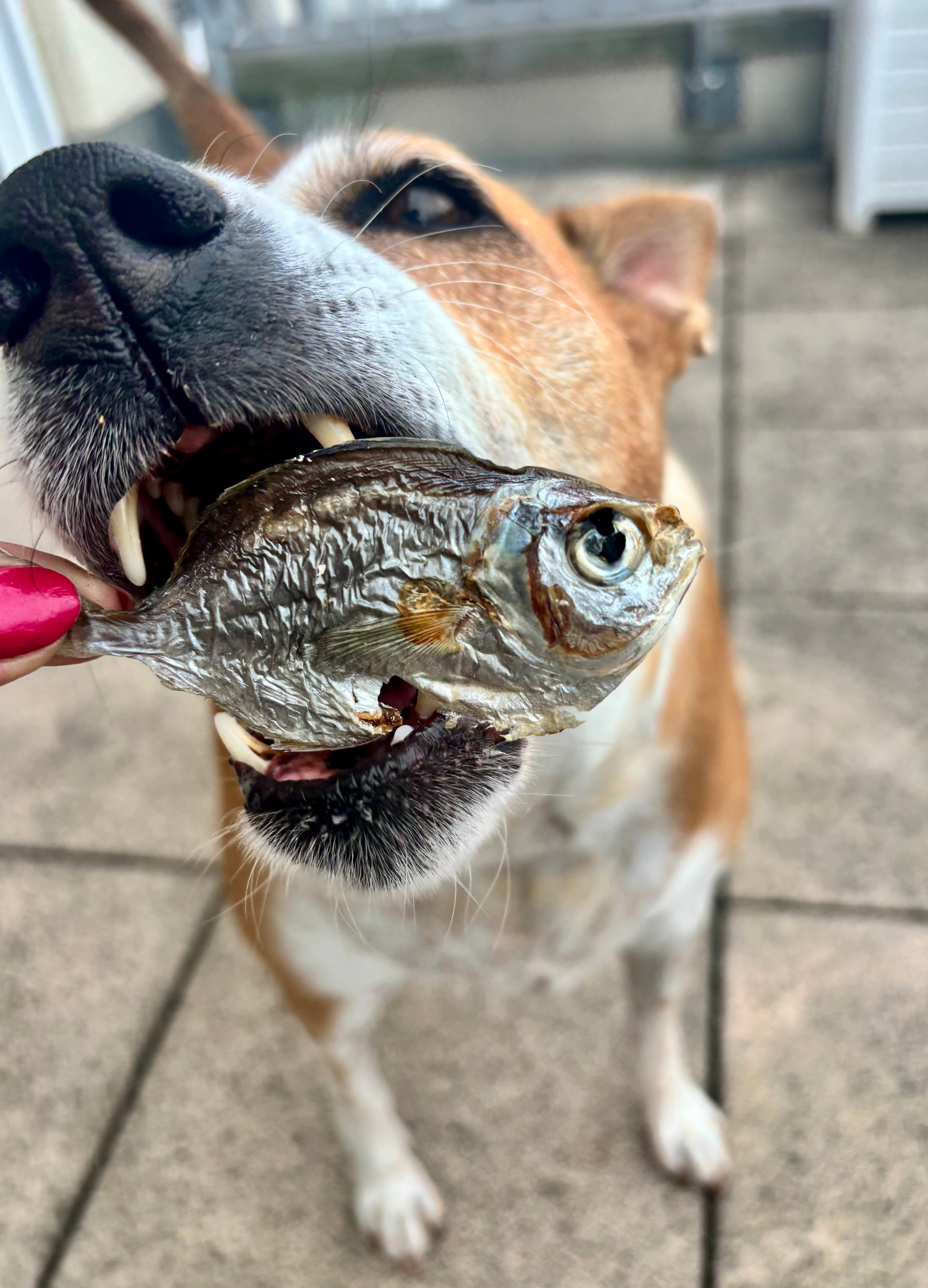 Ocean Mix - small Fish Variety - SPECIAL