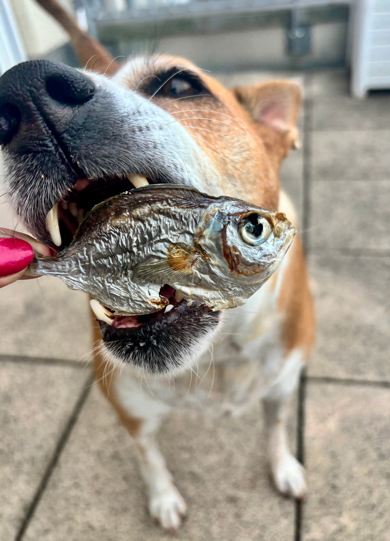 Ocean Mix - small Fish Variety - SPECIAL