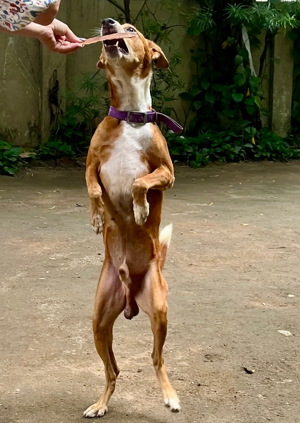 Joint Support Box for Dogs