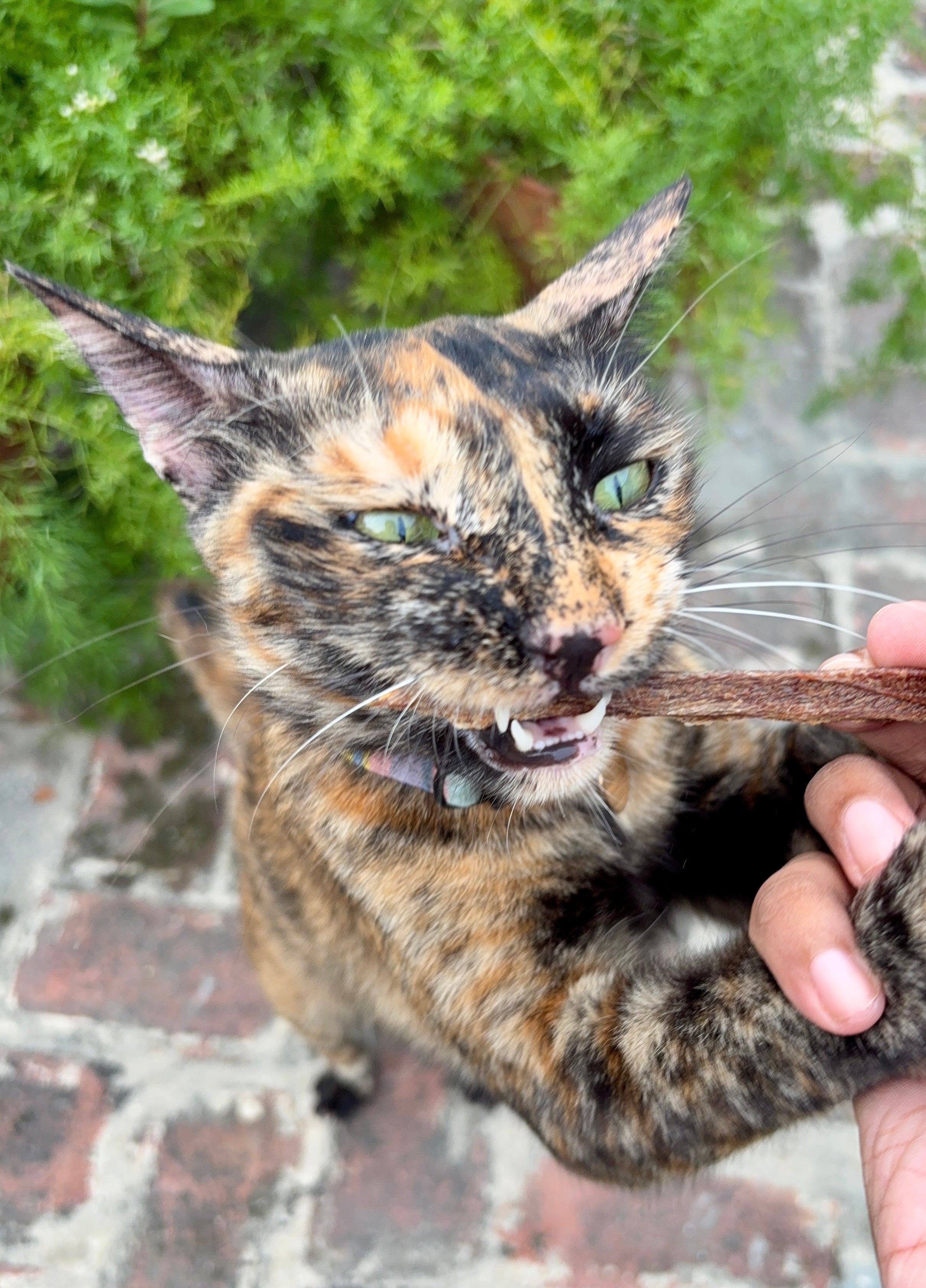 Play & Chew Assortments for Cats