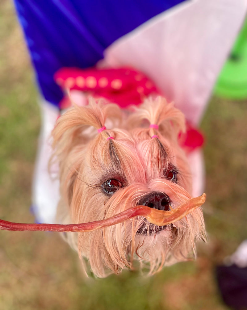 Goat Pizzle Chews - SPECIAL