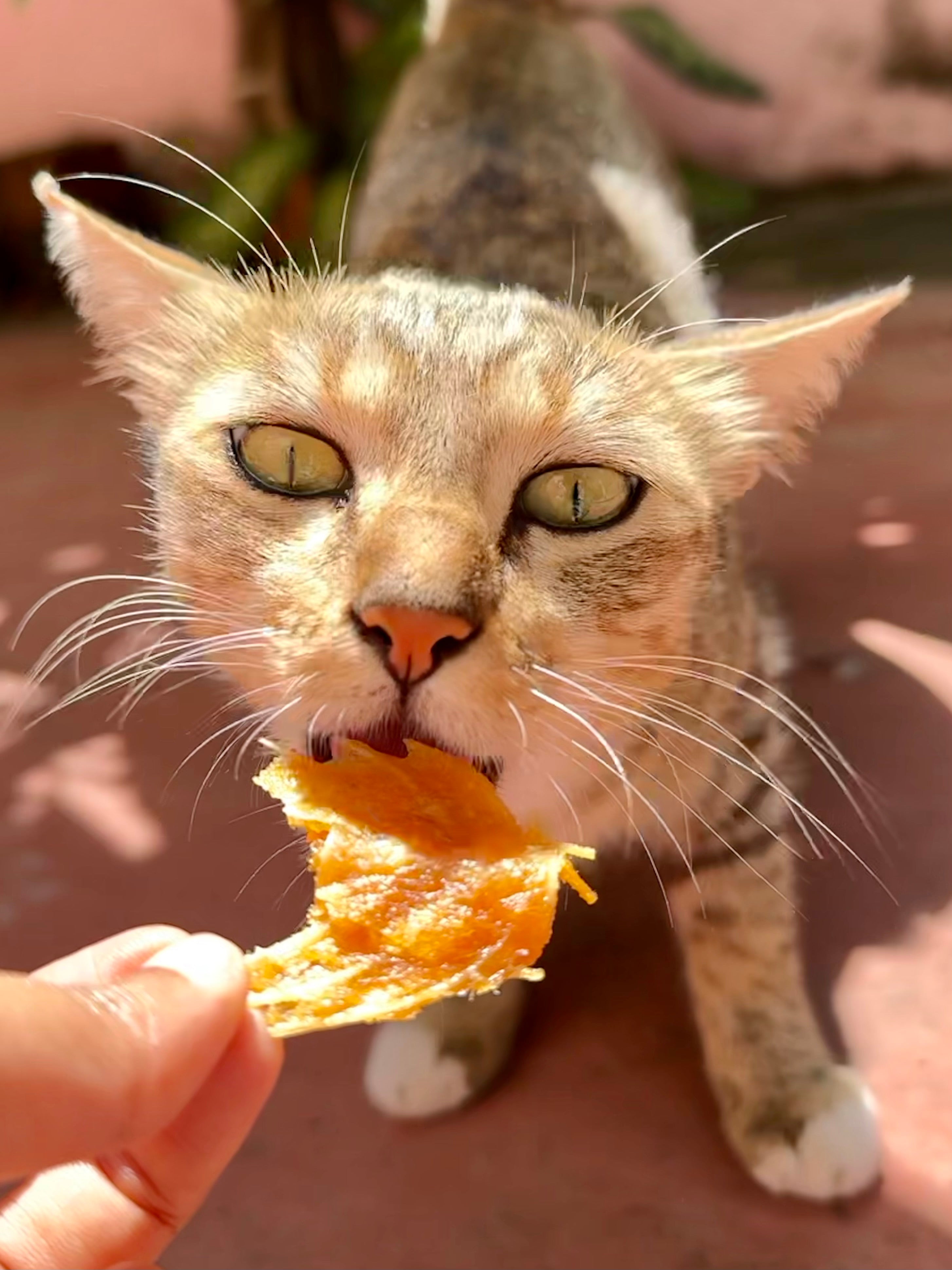 Norwegian Salmon Crumble