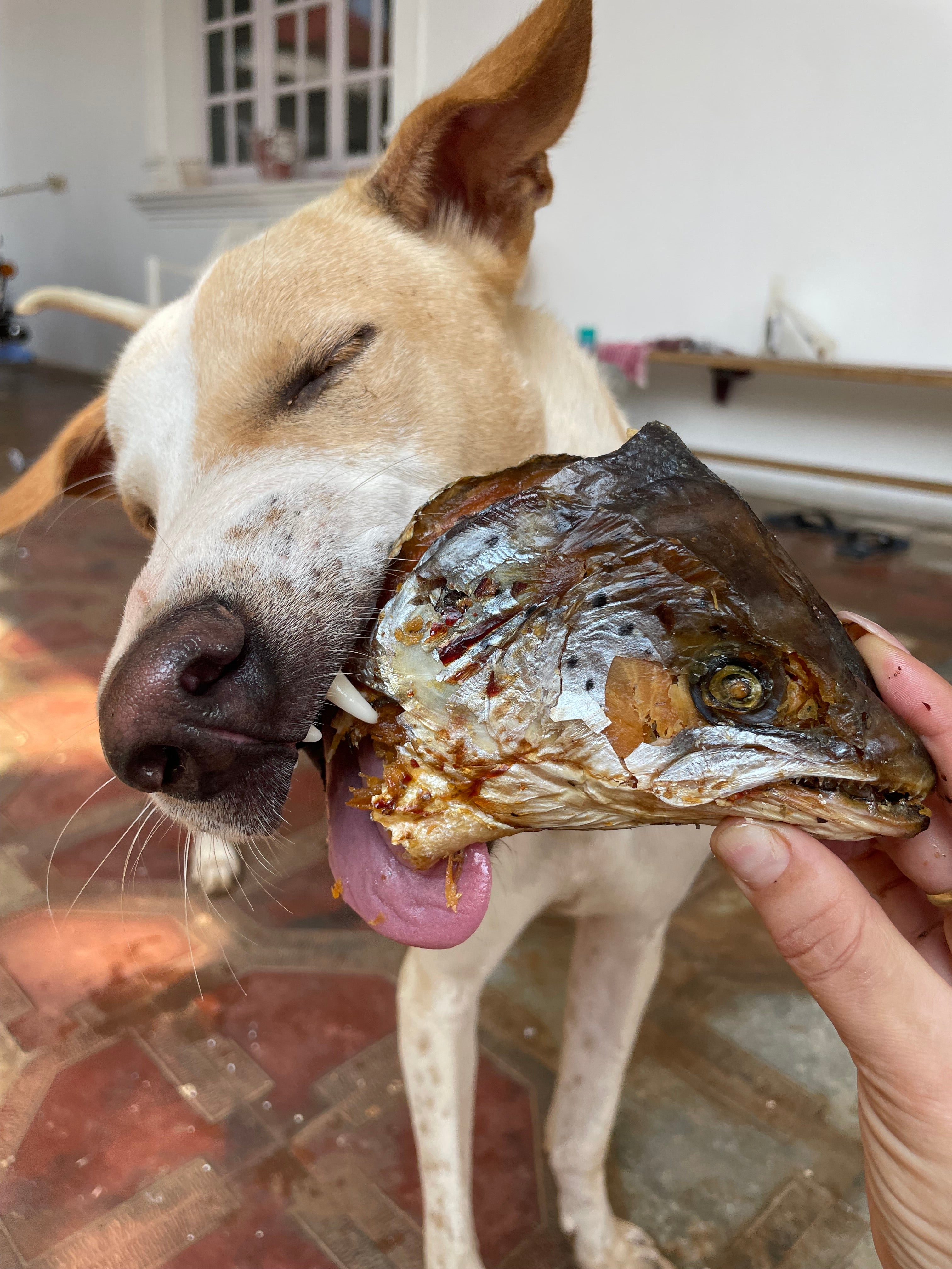 Norwegian Salmon Whole Heads