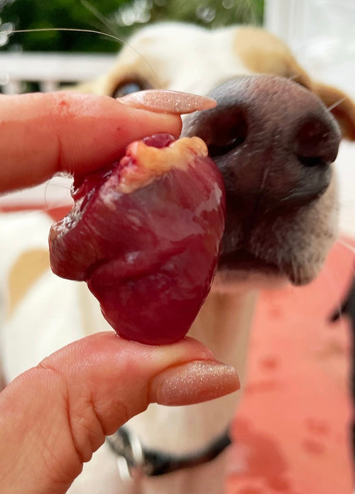 Turkey Organs (Variety)