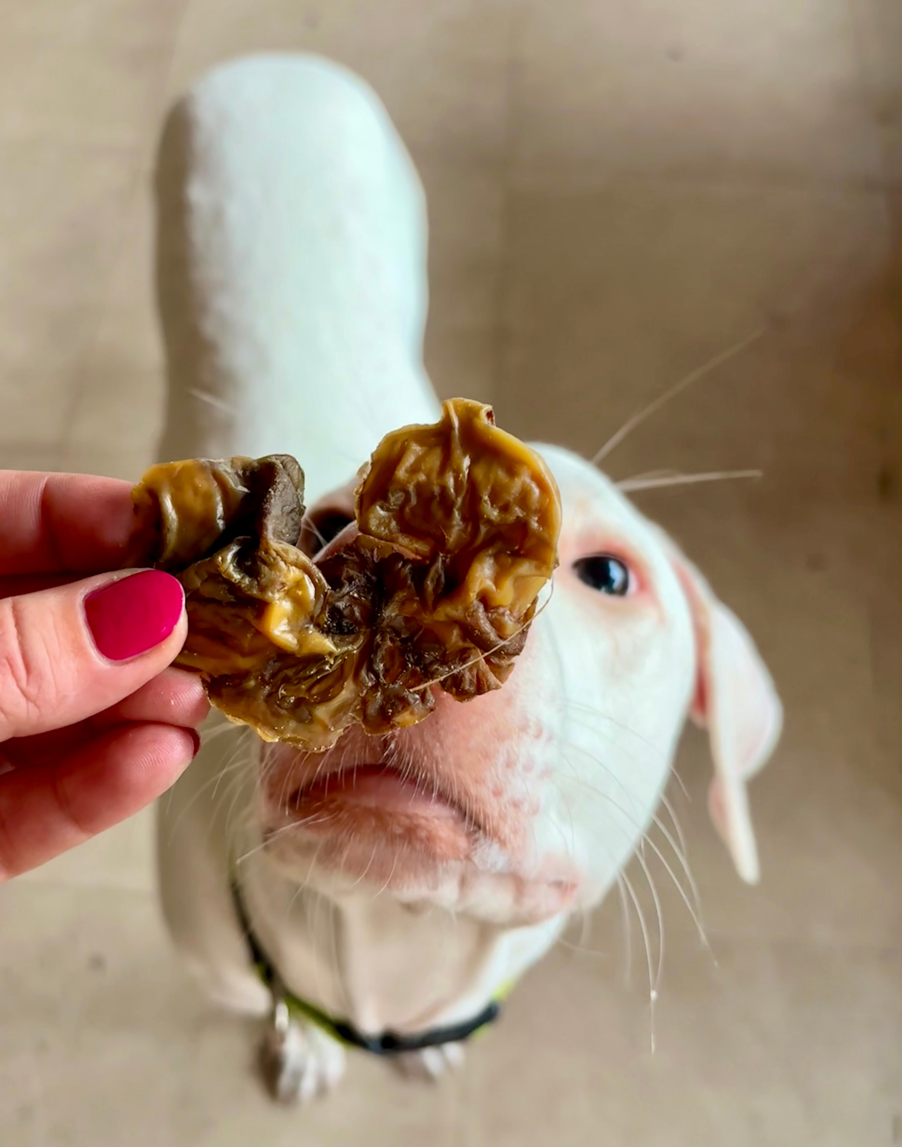 Beef Brain Chips - SPECIAL