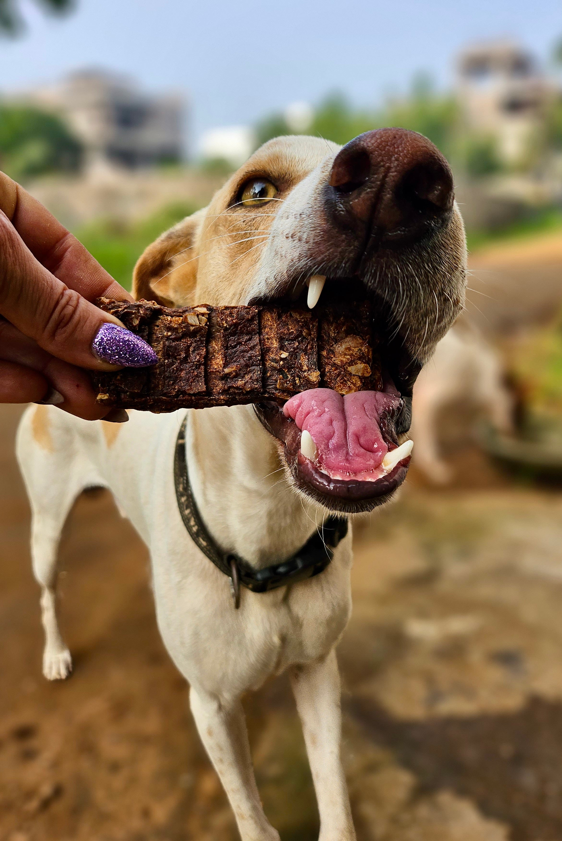 Complete Nutrition Protein Bars - Guinea Fowl