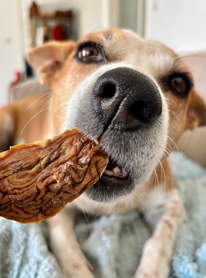 Goat Whole Brains - SPECIAL