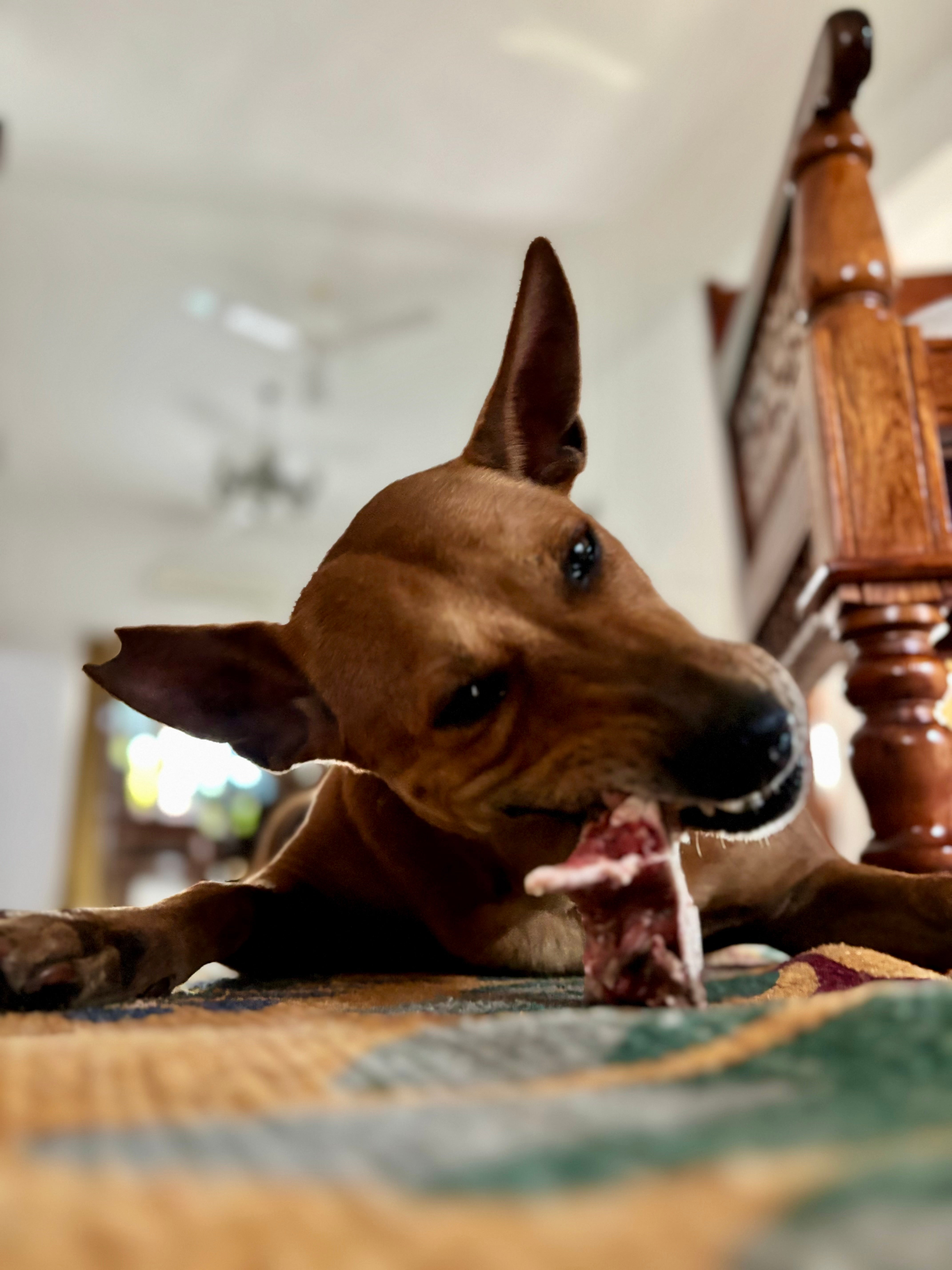 Goat Bones (Variety)