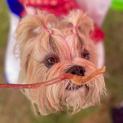 Boneless & Beginner Chews