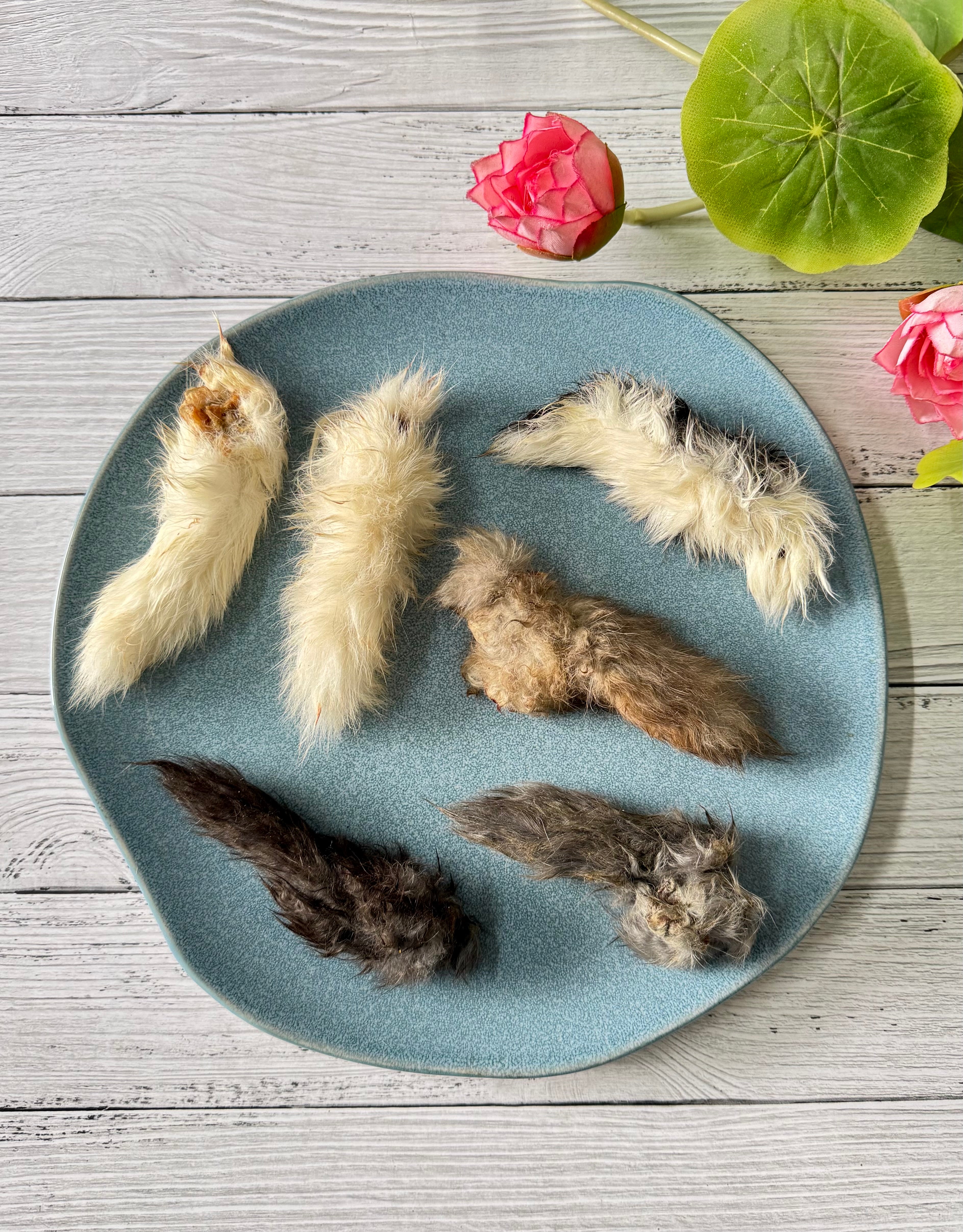 Rabbit Pinkies (Tails) - SPECIAL