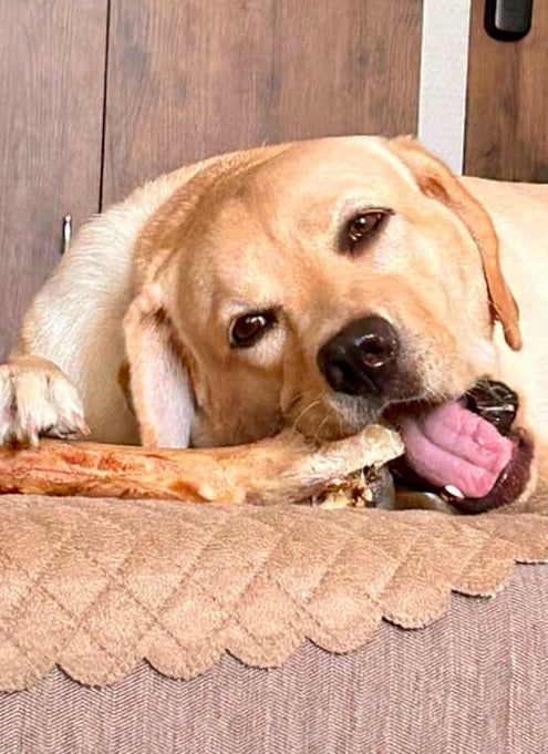 Beef Jumbo Bone - Megasize Chewbone - SPECIAL